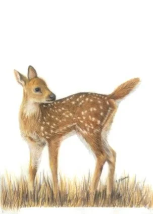 Deer Fawn A5.jpg