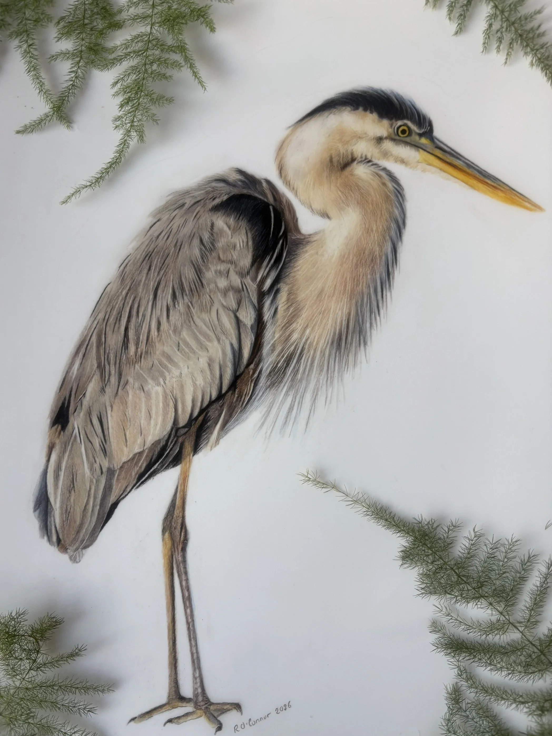 heron.jpeg