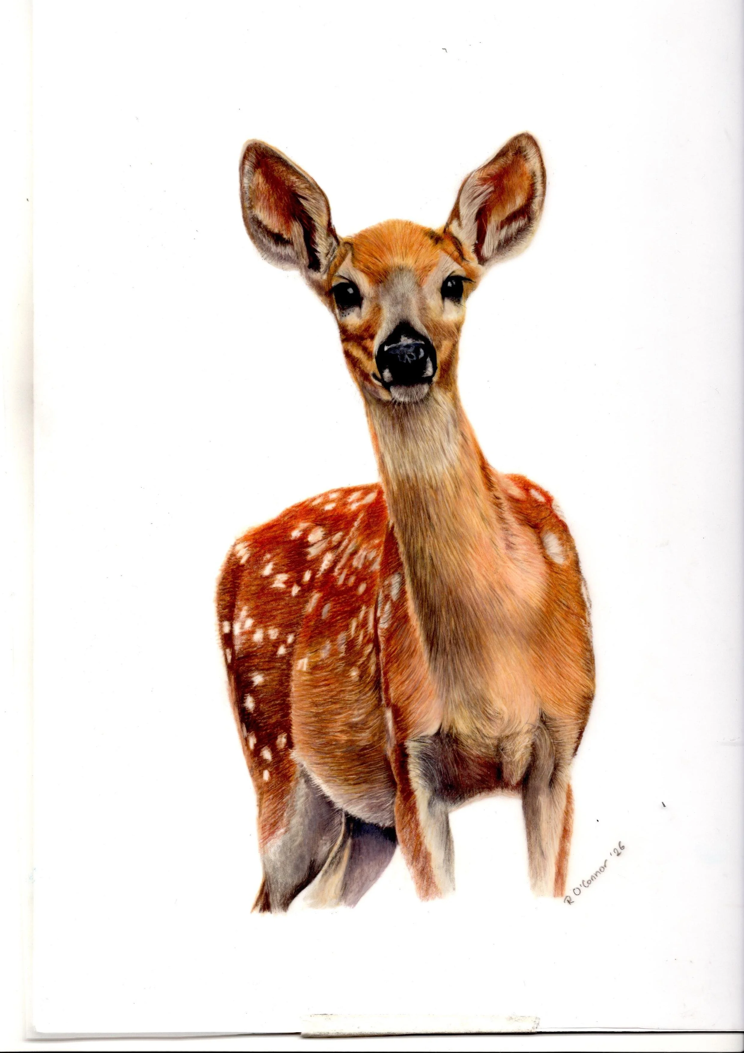 Young Doe Print