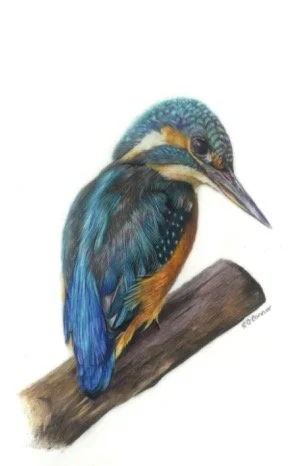 Kingfisher Print