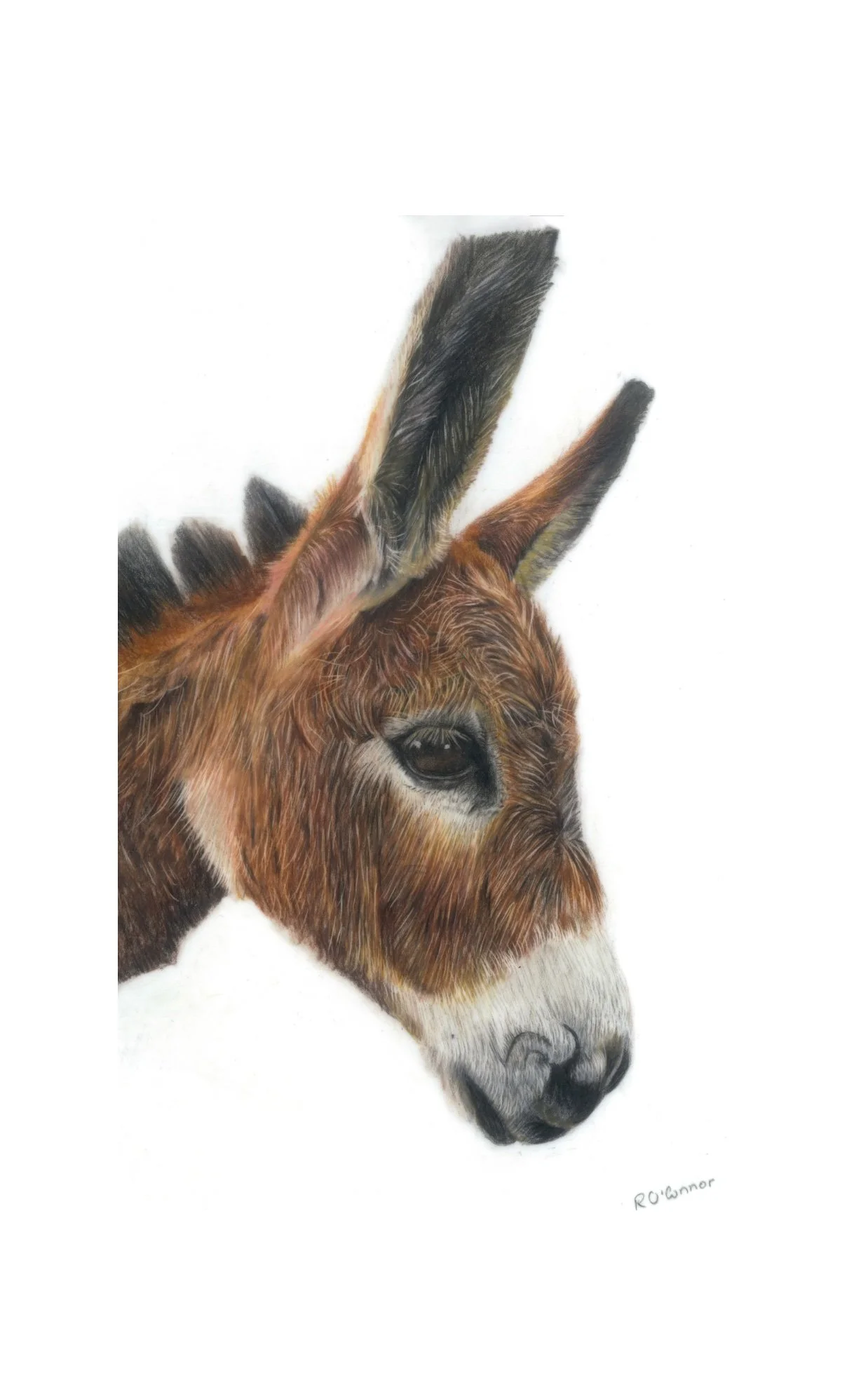 Donkey Print