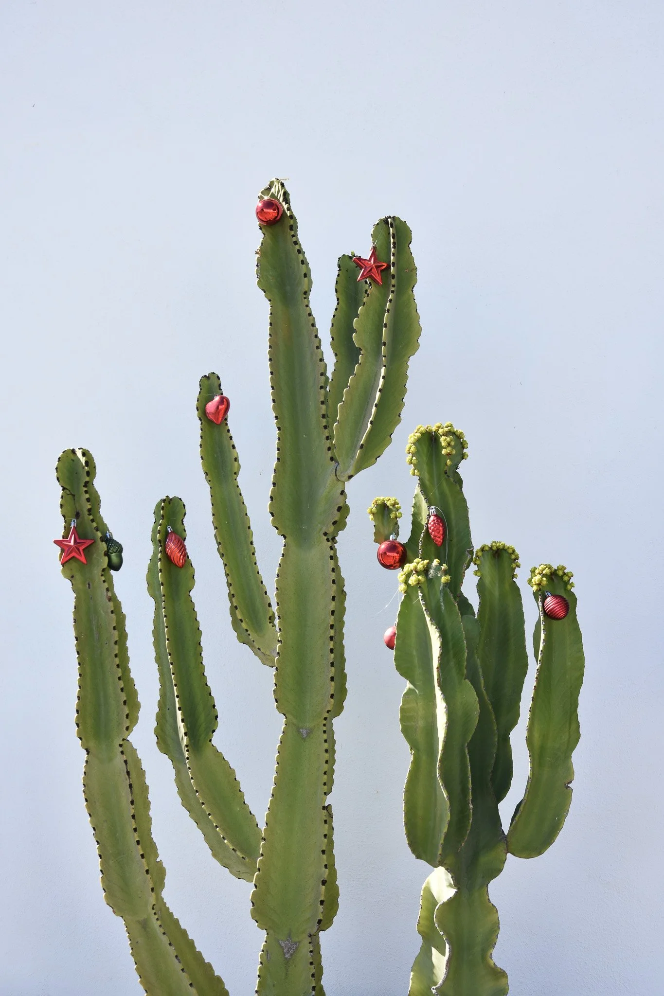 Hotty Christmas