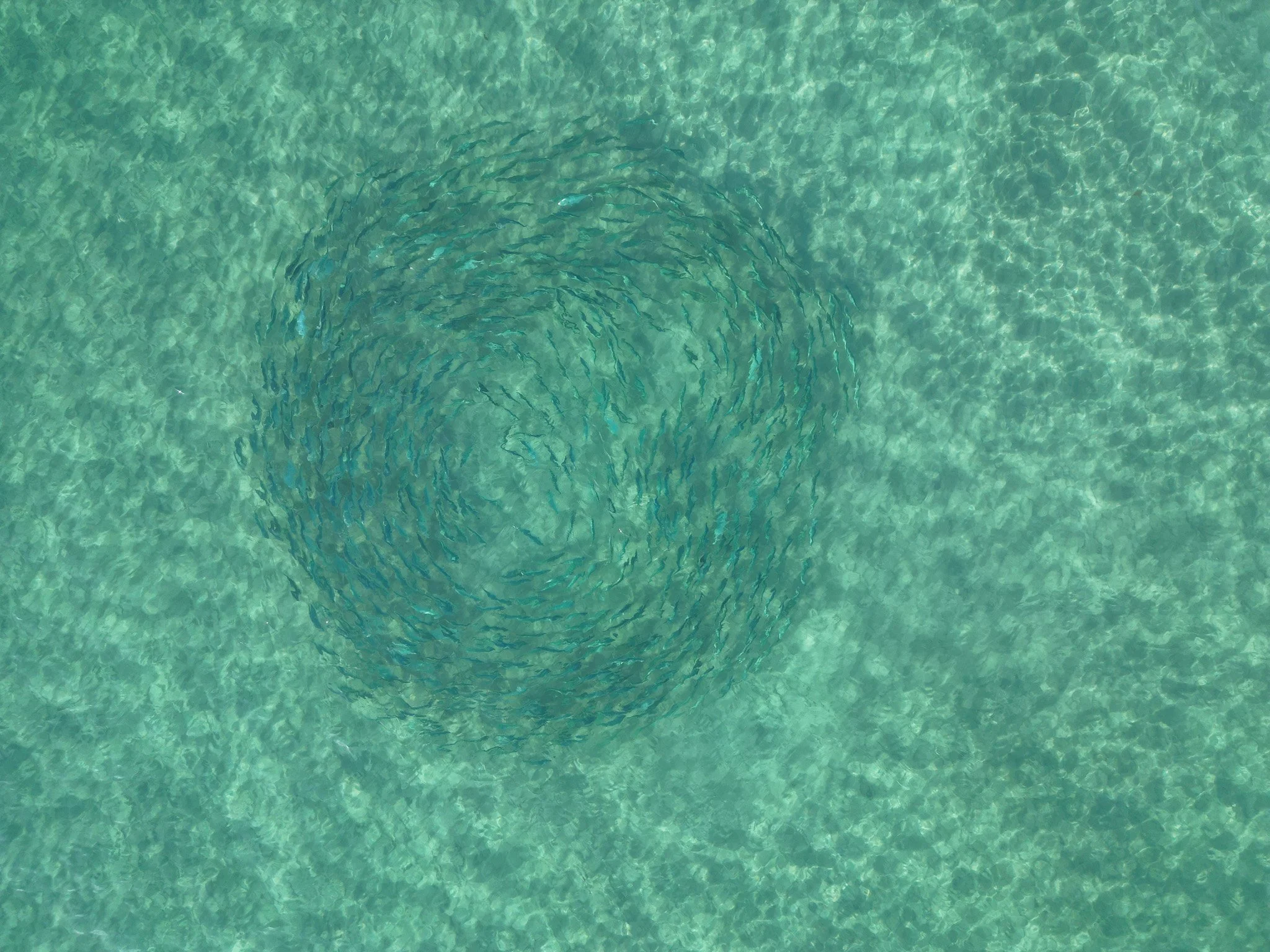 DJI_0782.jpg