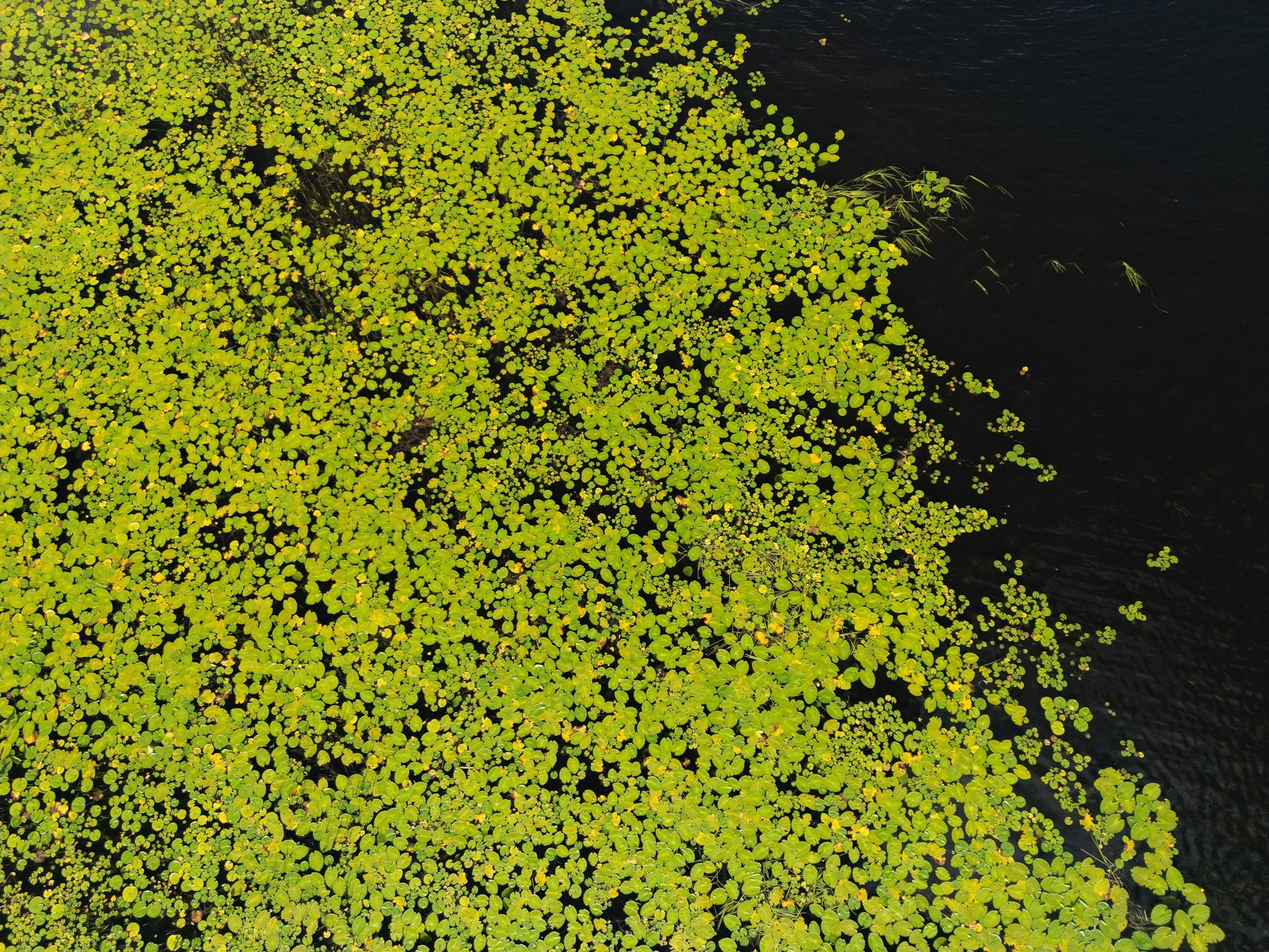 DJI_0838.jpg