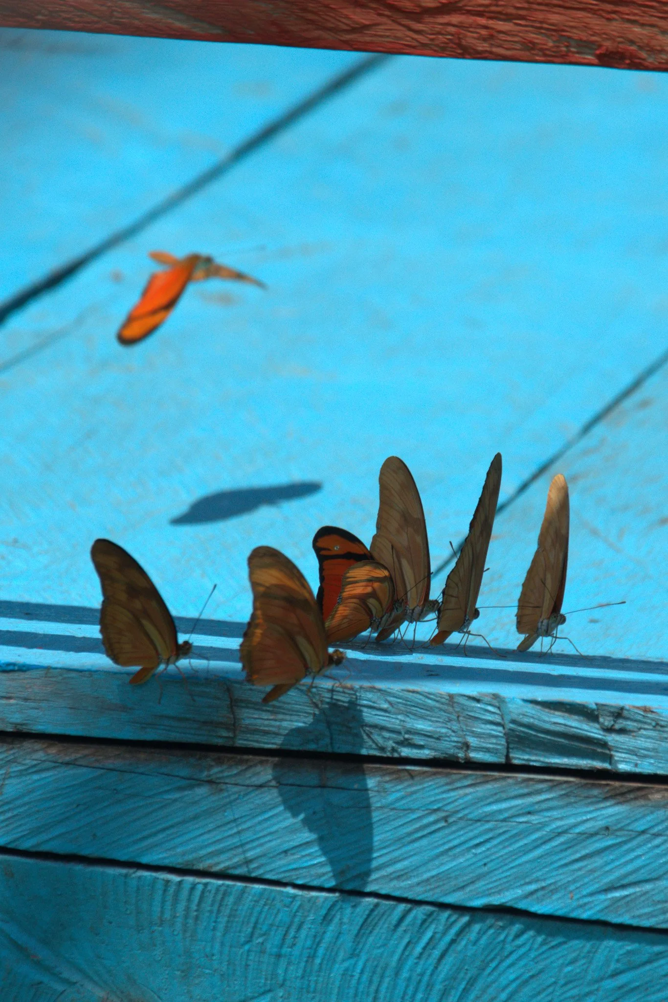 Catwalk