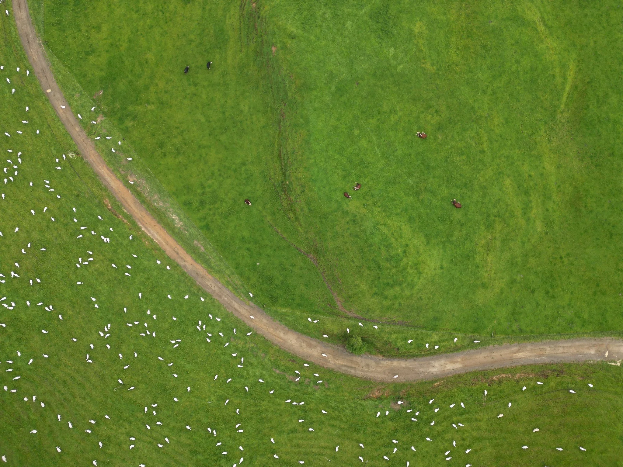 DJI_0234.1.jpg