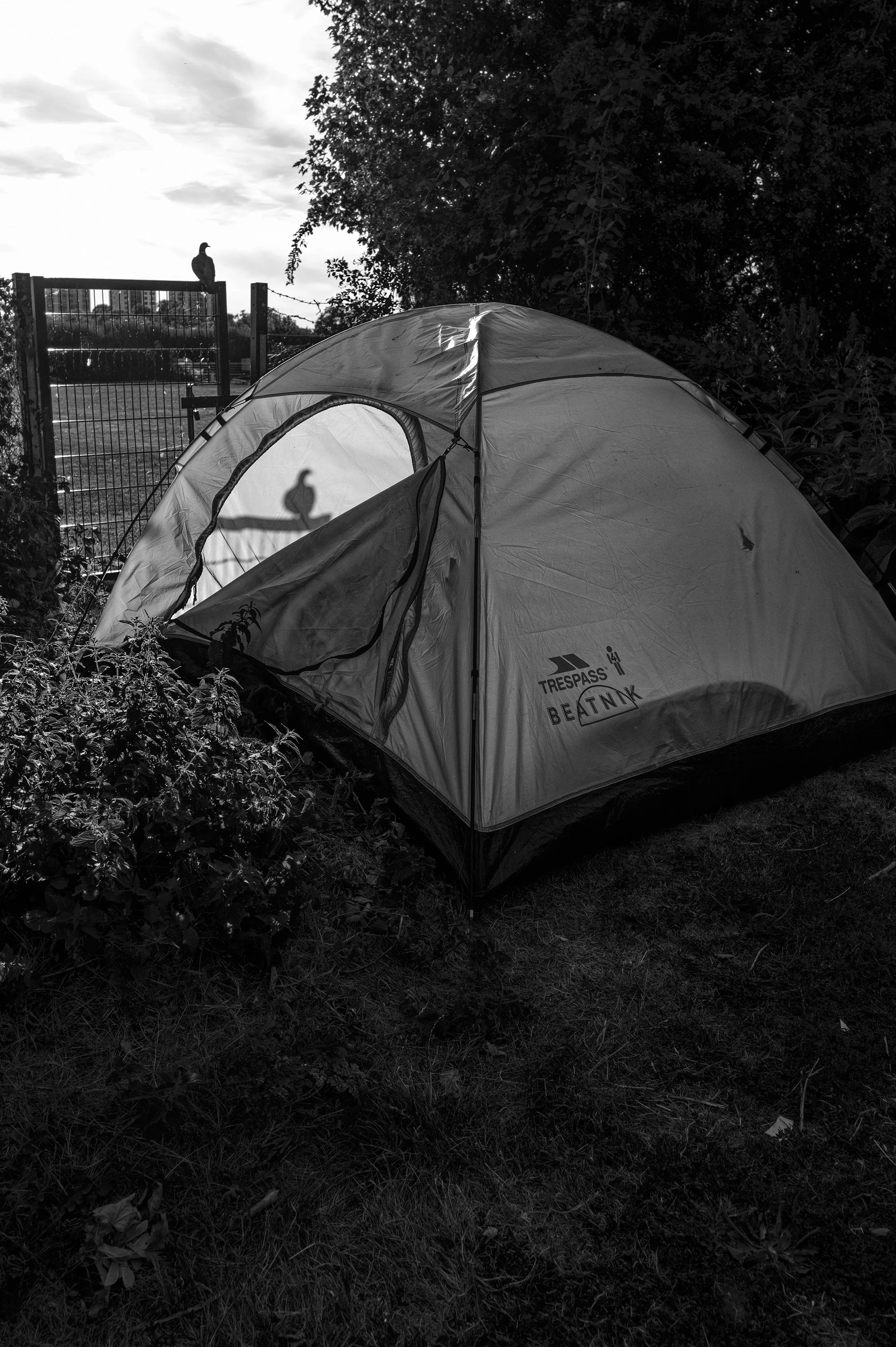 Pigeon Tent.jpg