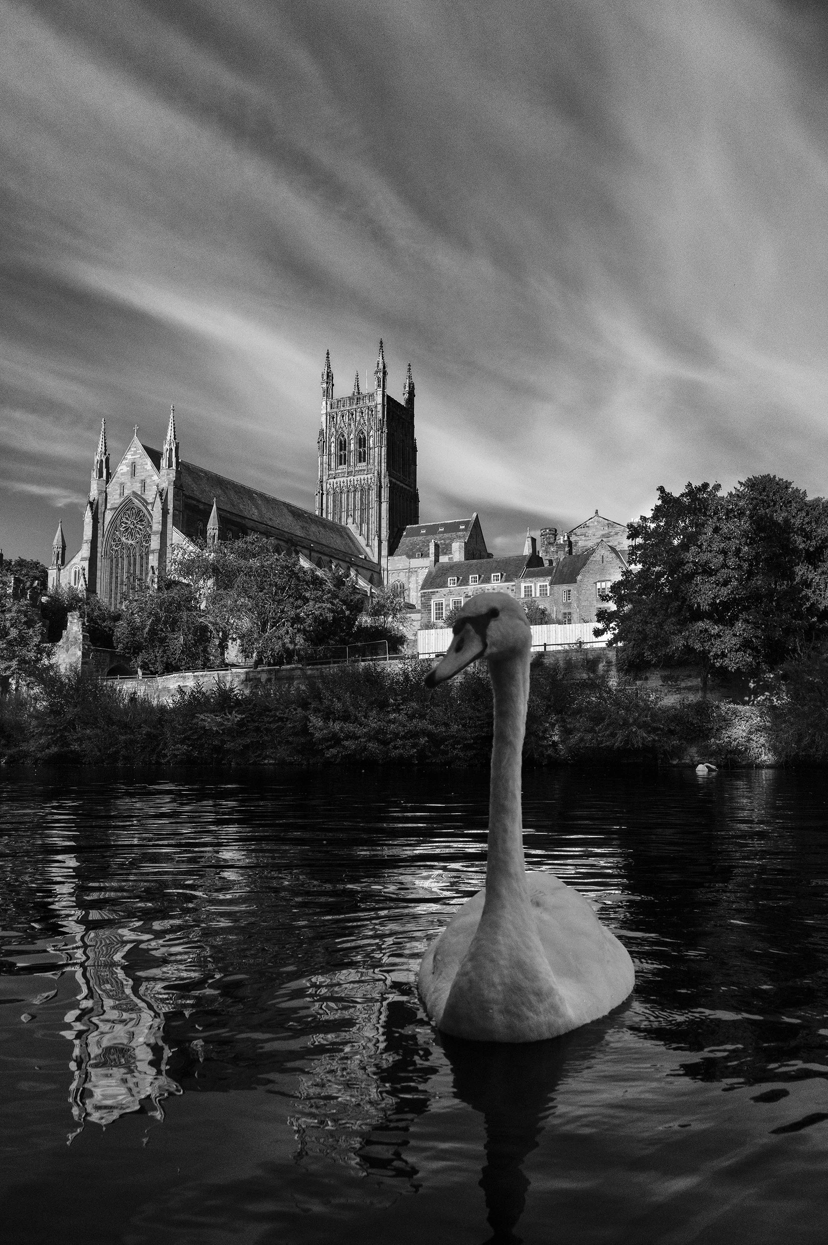 A black and white photo of a large cathedral with tall pointed spires, part of a cityscape with trees and buildings in the background, and a swan floating on water in the foreground.