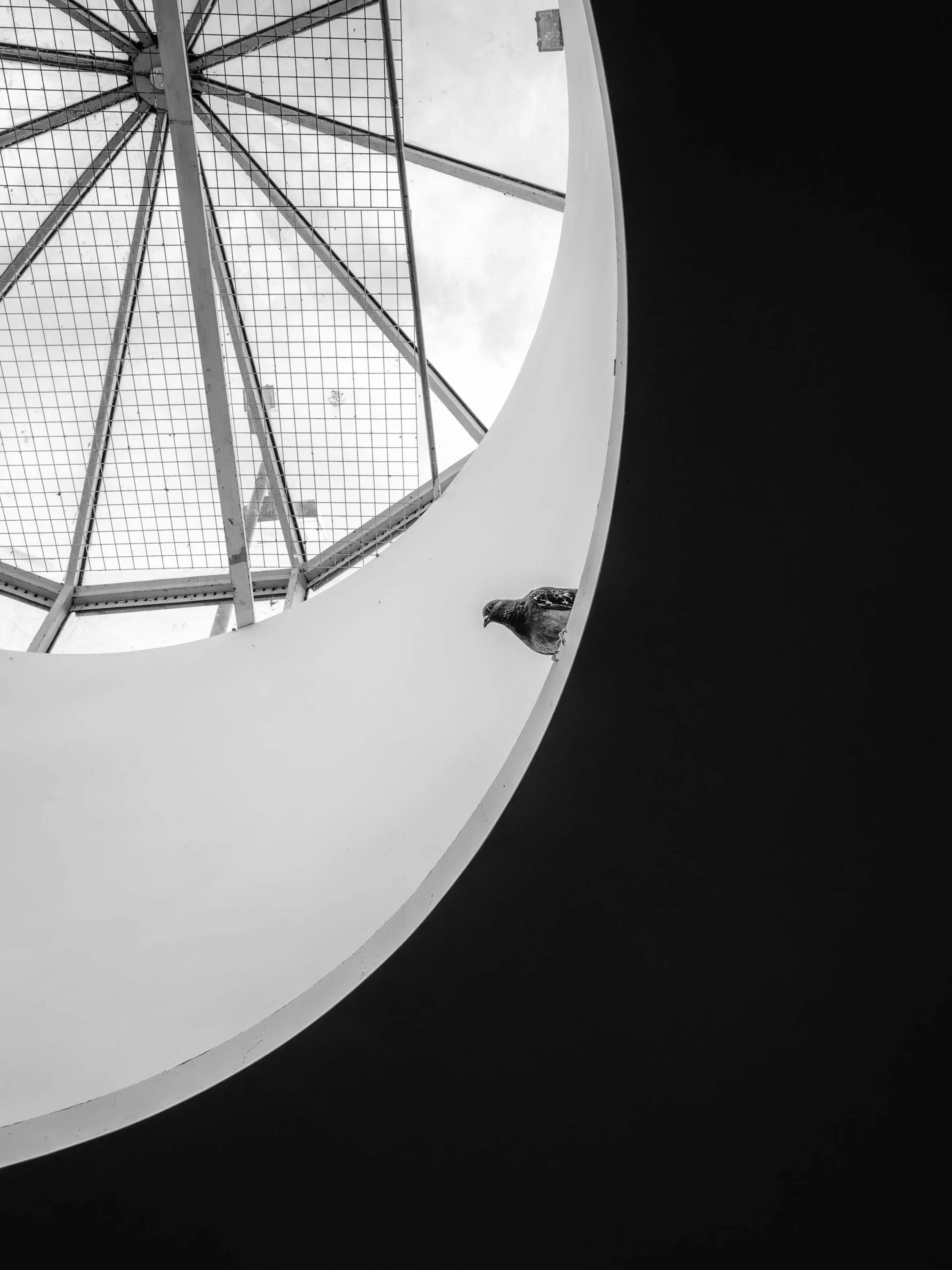Pigeon.jpg