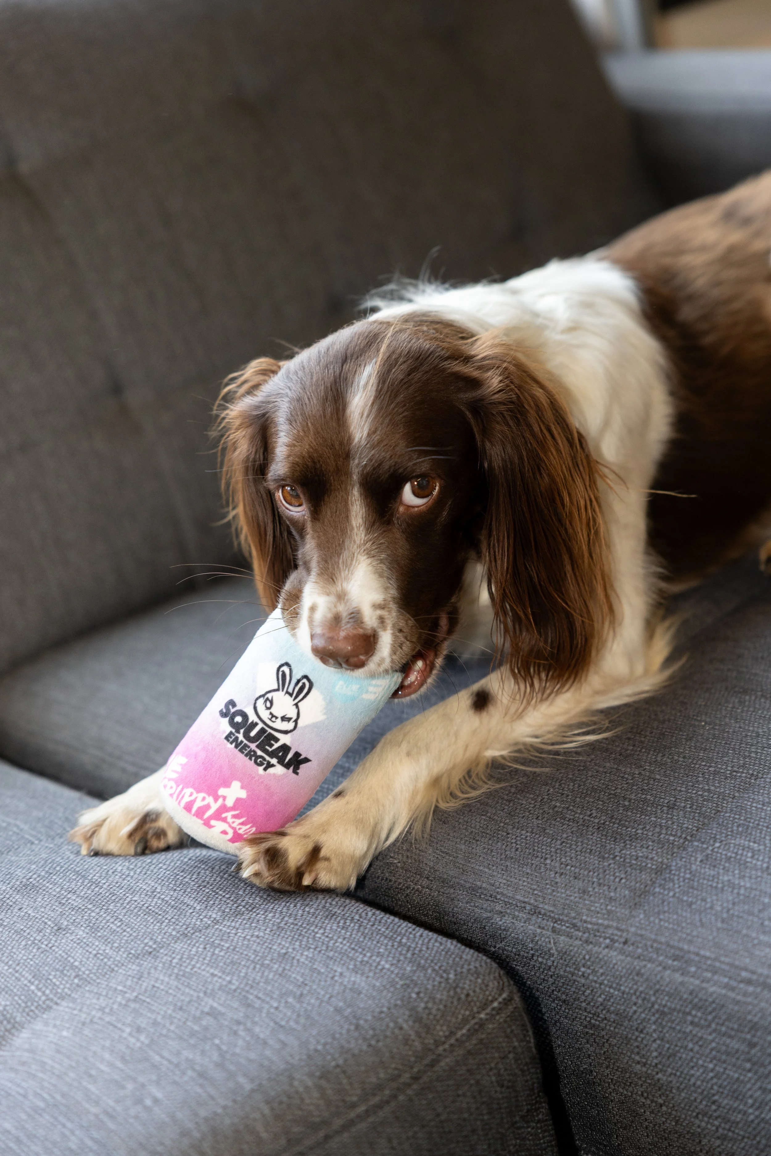 250319_Dog_Toy_Images_Daisy-8.jpg