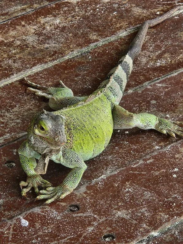 Aruba 21.jpg