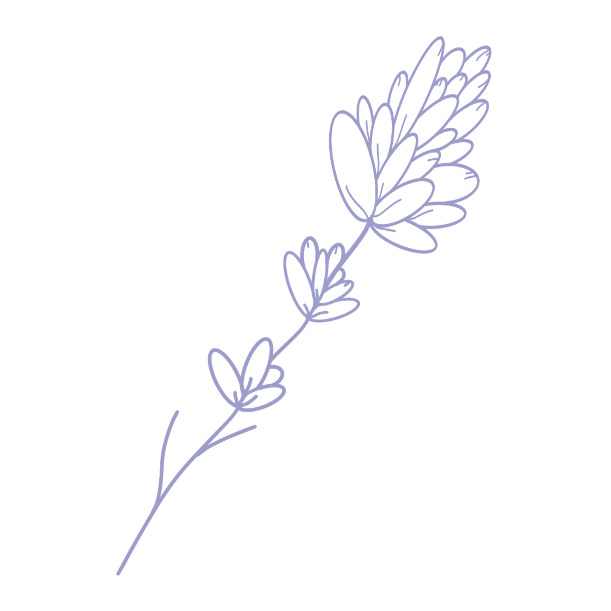 Line drawing of a lavender sprig with elongated leaves and clustered flowers on a black background.