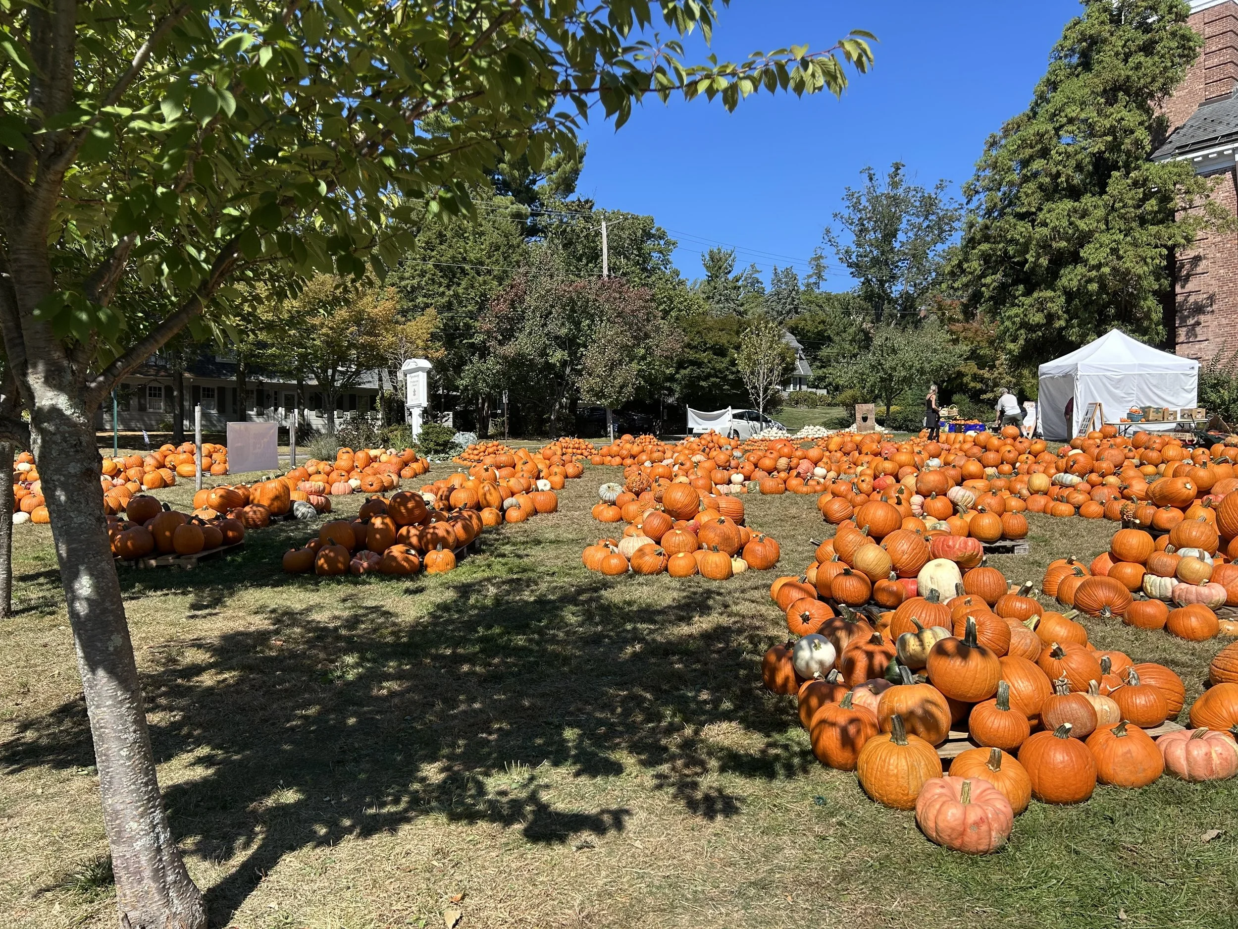 A pumpkin patch with a large number of pumpkins spread across a grassy area, surrounded by trees with green leaves and some fall colors. There is a small white tent and a few people in the background, along with houses and a brick building on a sunny day with a bright blue sky.