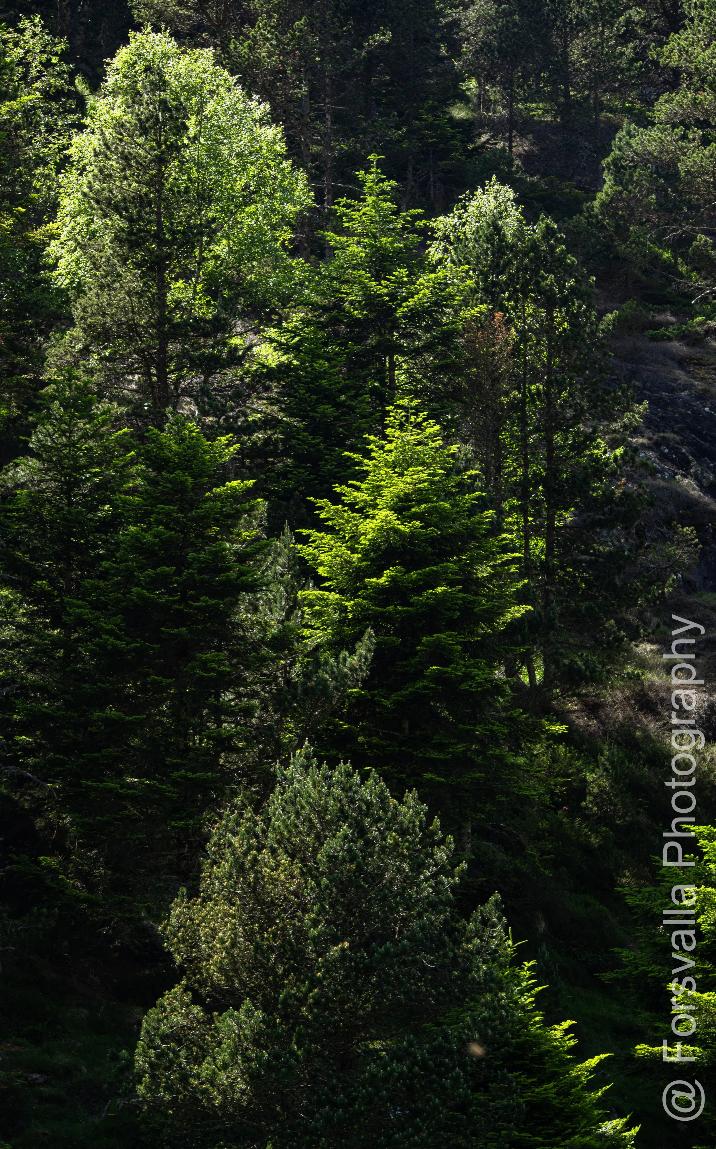 Pyrenees - Shades of green