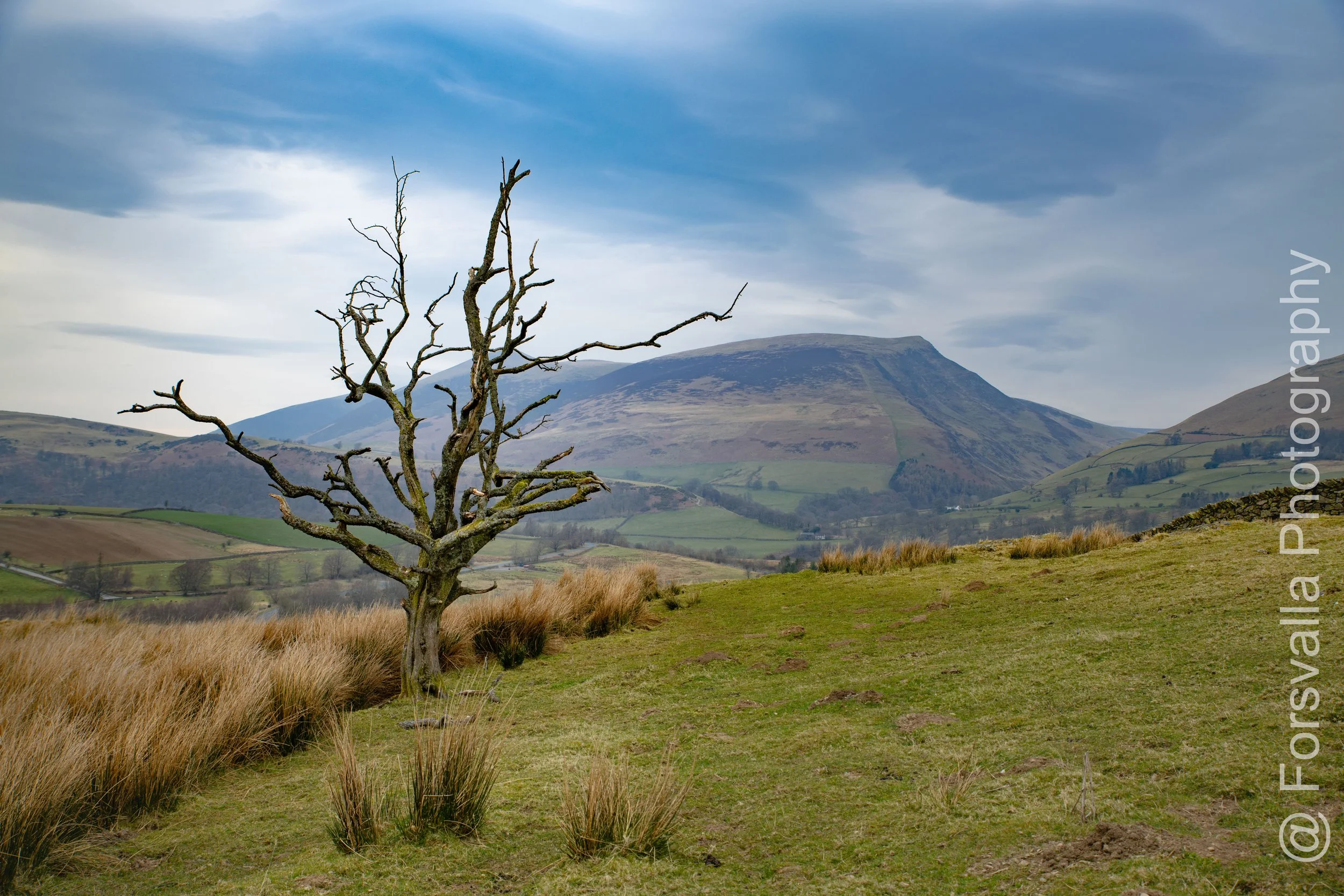 UK_Lake District - Lonely tree