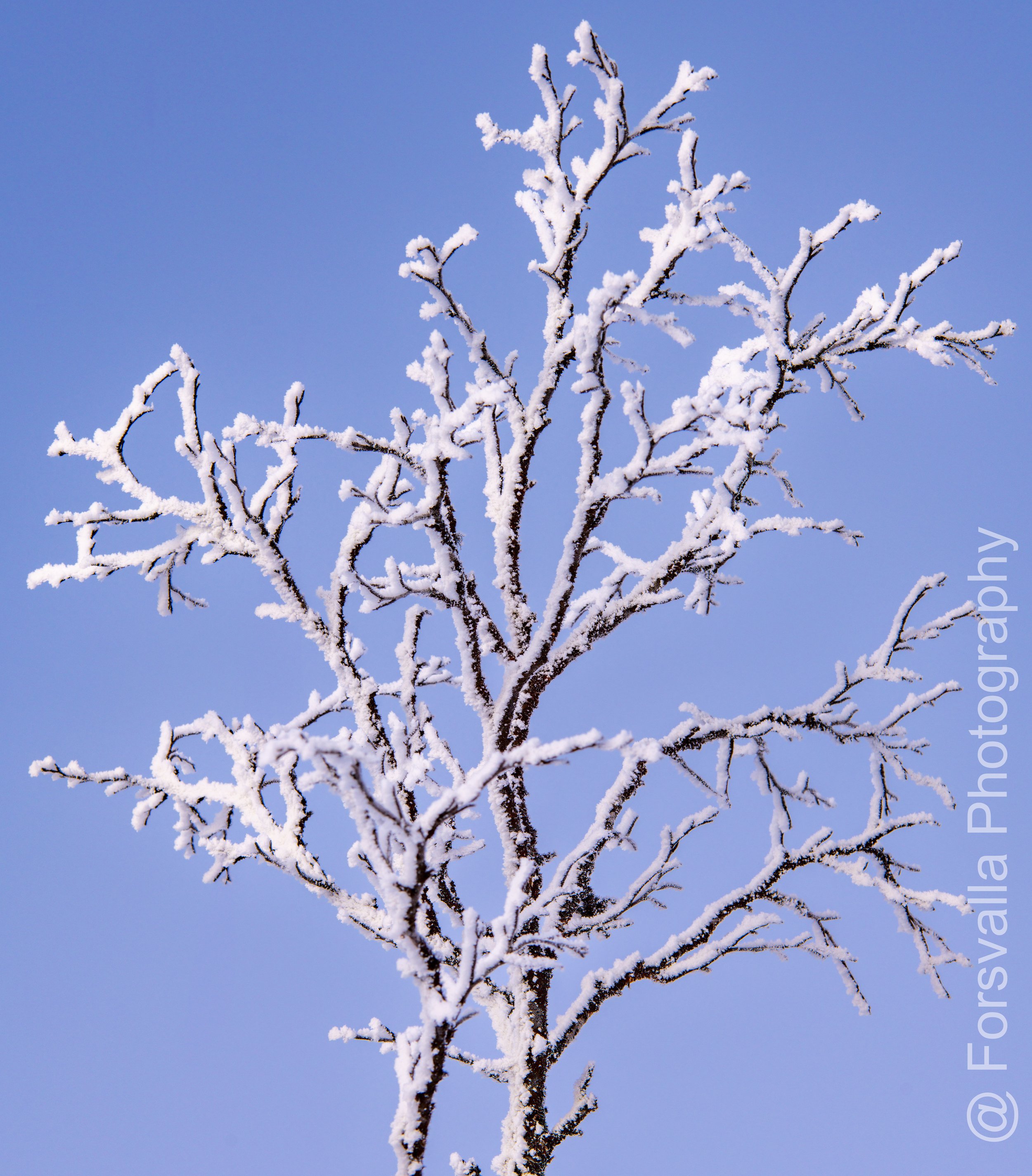 SE_Abisko - Branches