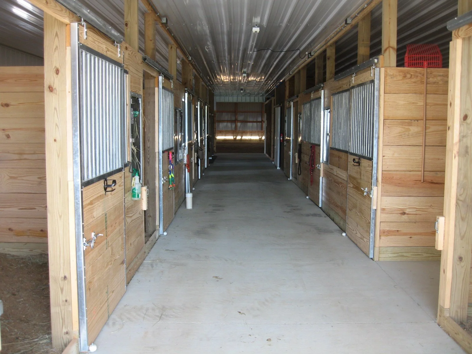 laughinghorse5.JPG