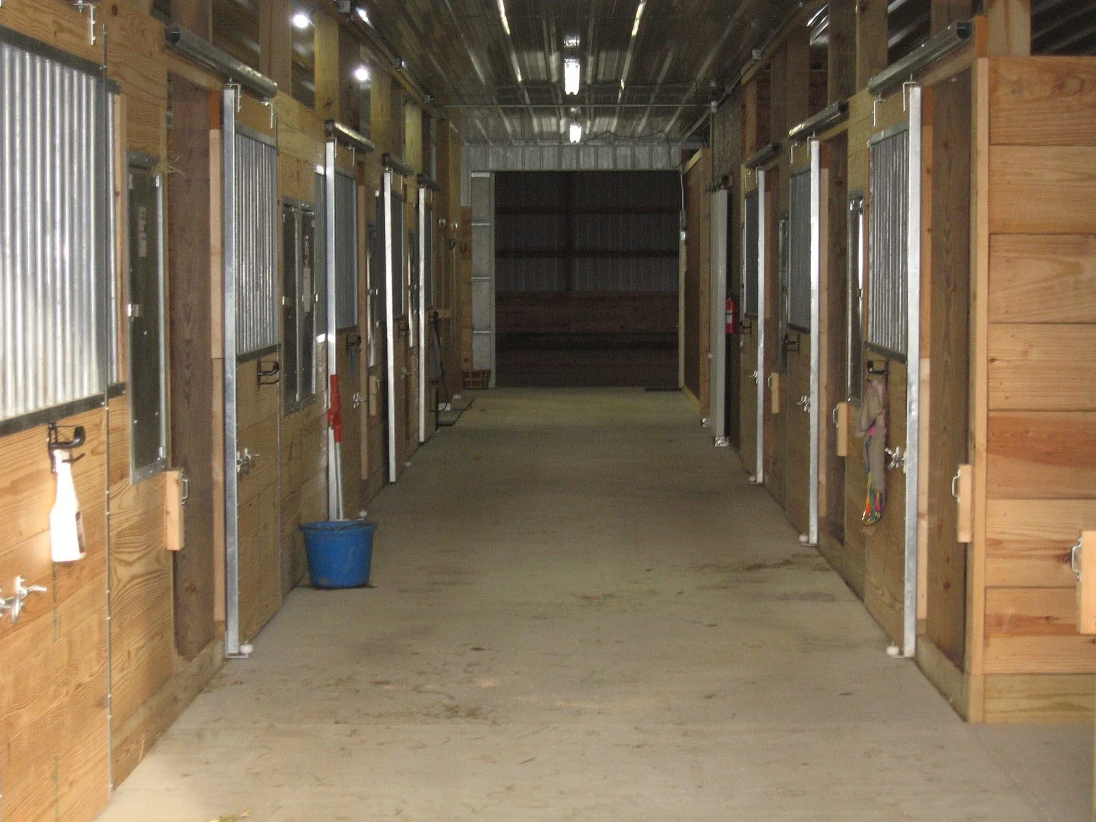 laughinghorse16.JPG