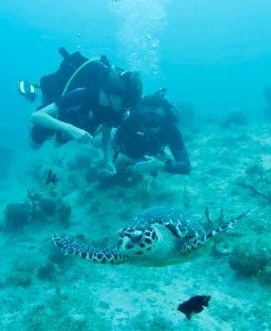 Three scuba divers underwater observing a sea turtle swimming near the ocean floor with coral and small fish.
