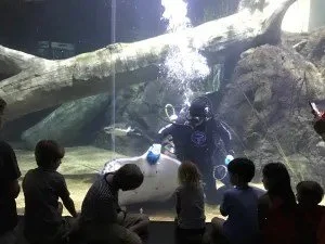A group of children watching a diver perform underwater tricks with bubbles in an aquarium.