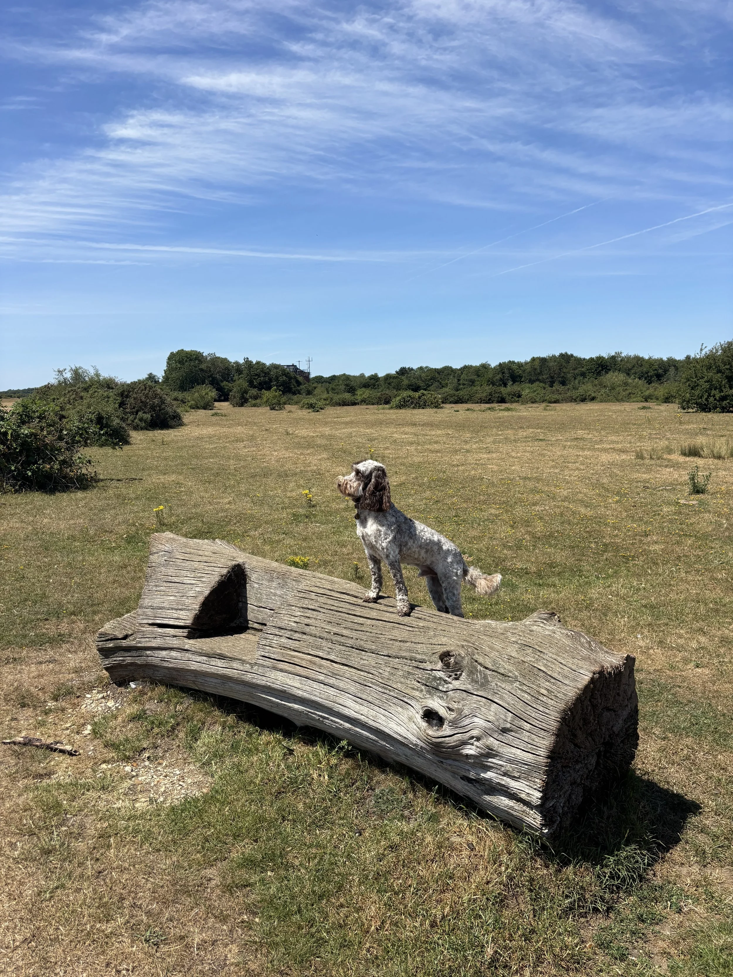 IMG_4263.jpeg