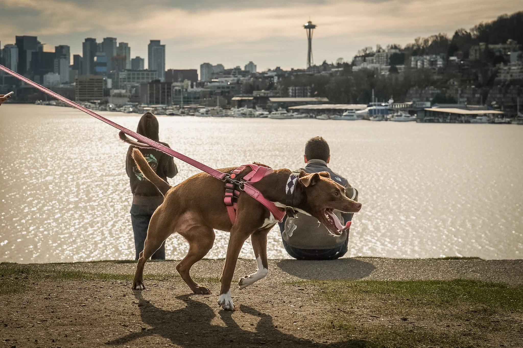 dog pulling on a leash in Gasworks Park, Seattle