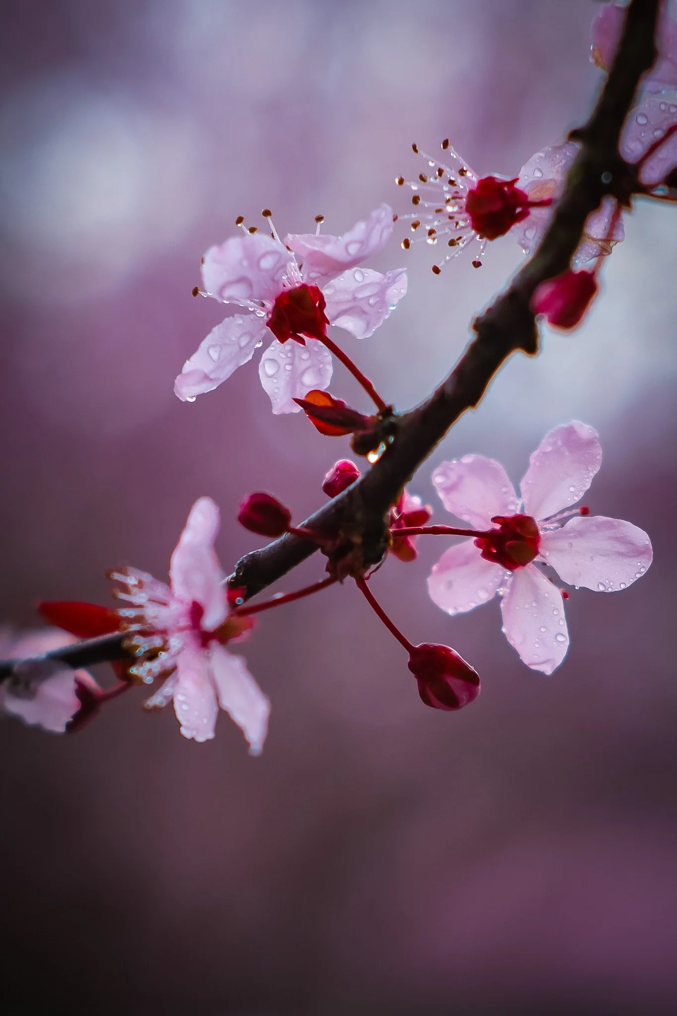 Close-up of pink cherry blossoms with dewdrops on the petals and buds on a dark branch, blurred background.