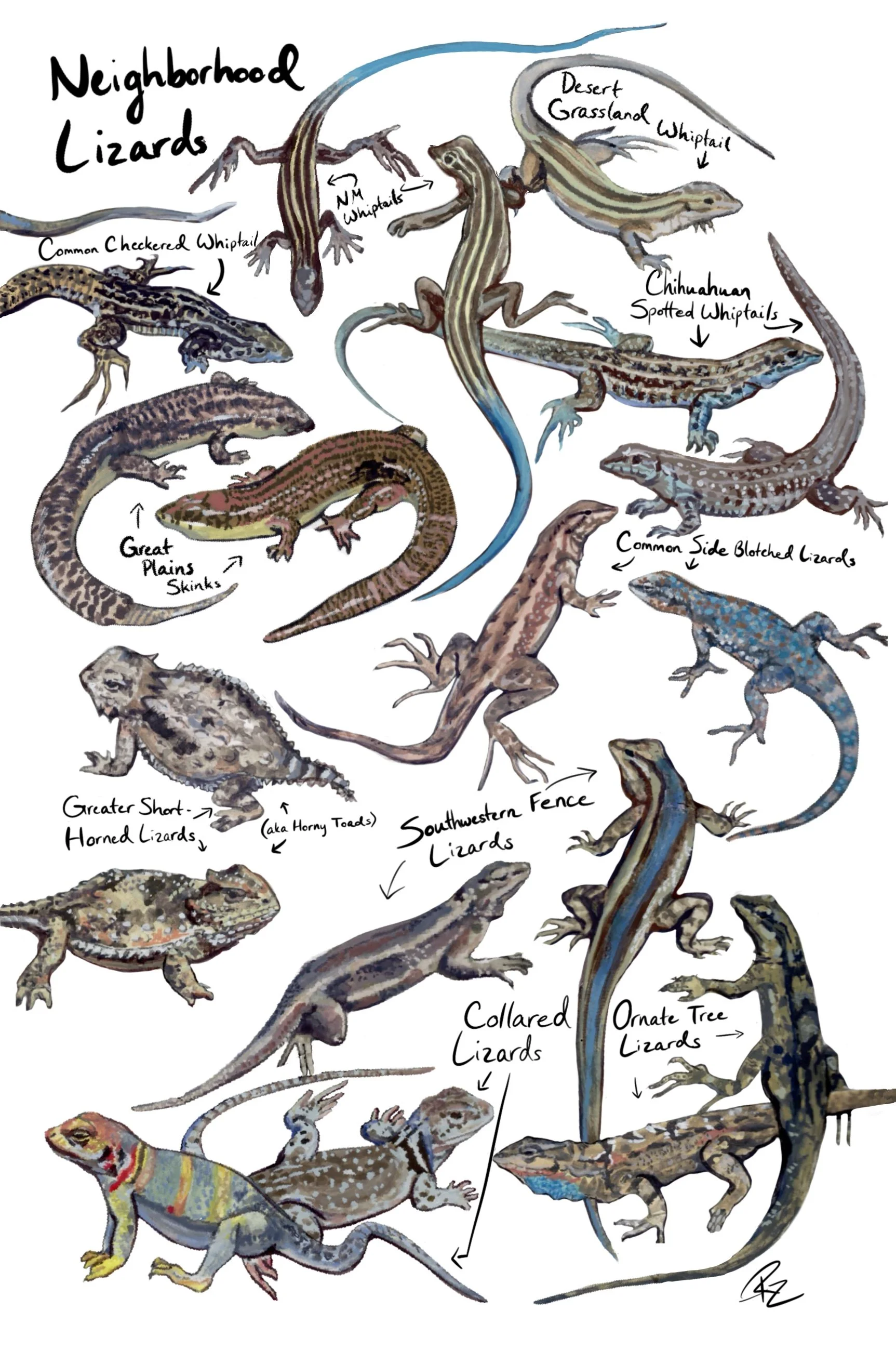 NM Neighborhood Lizard Art Print - Field Guide
