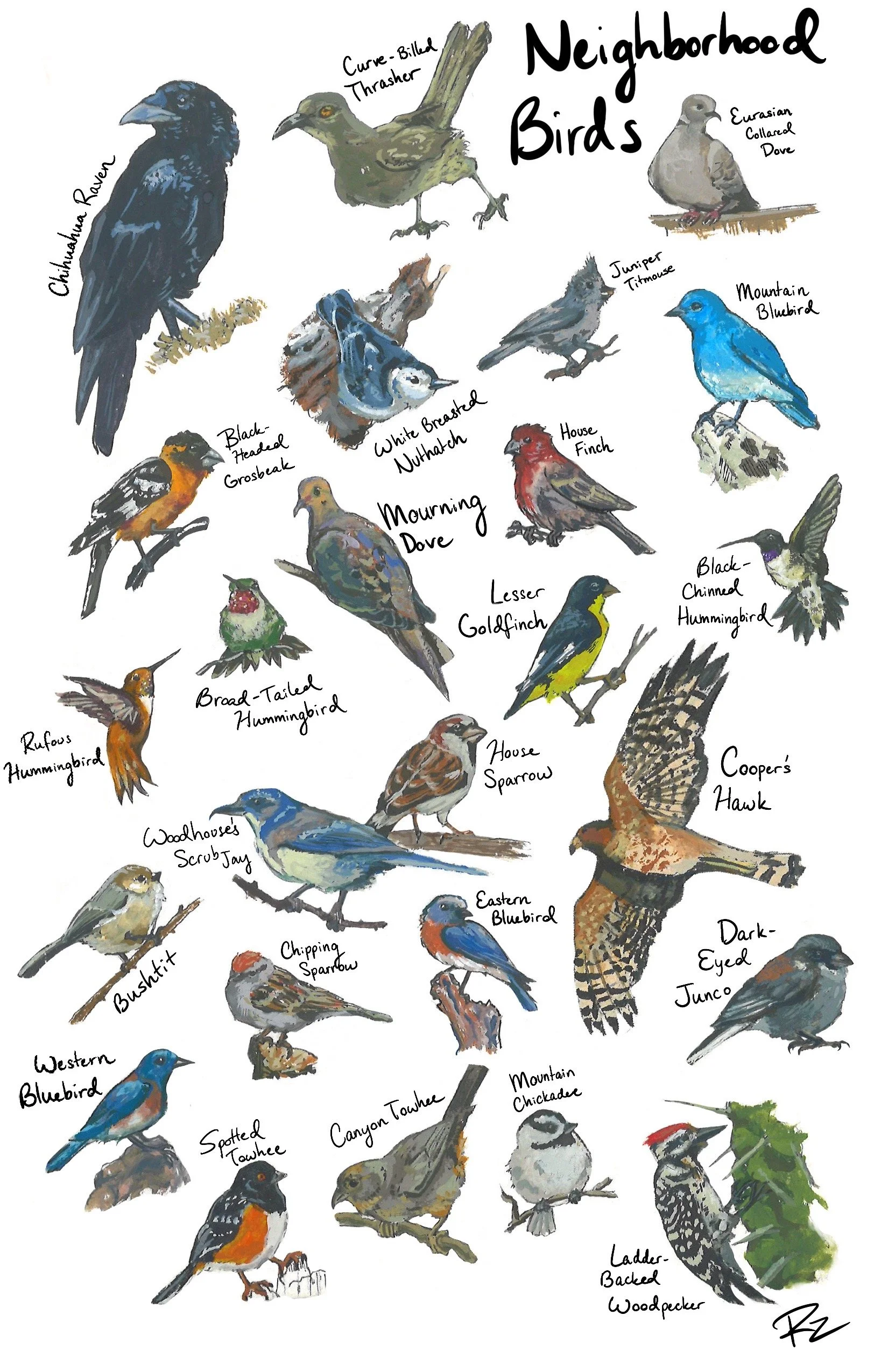 NM Neighborhood Birds - Field Guide