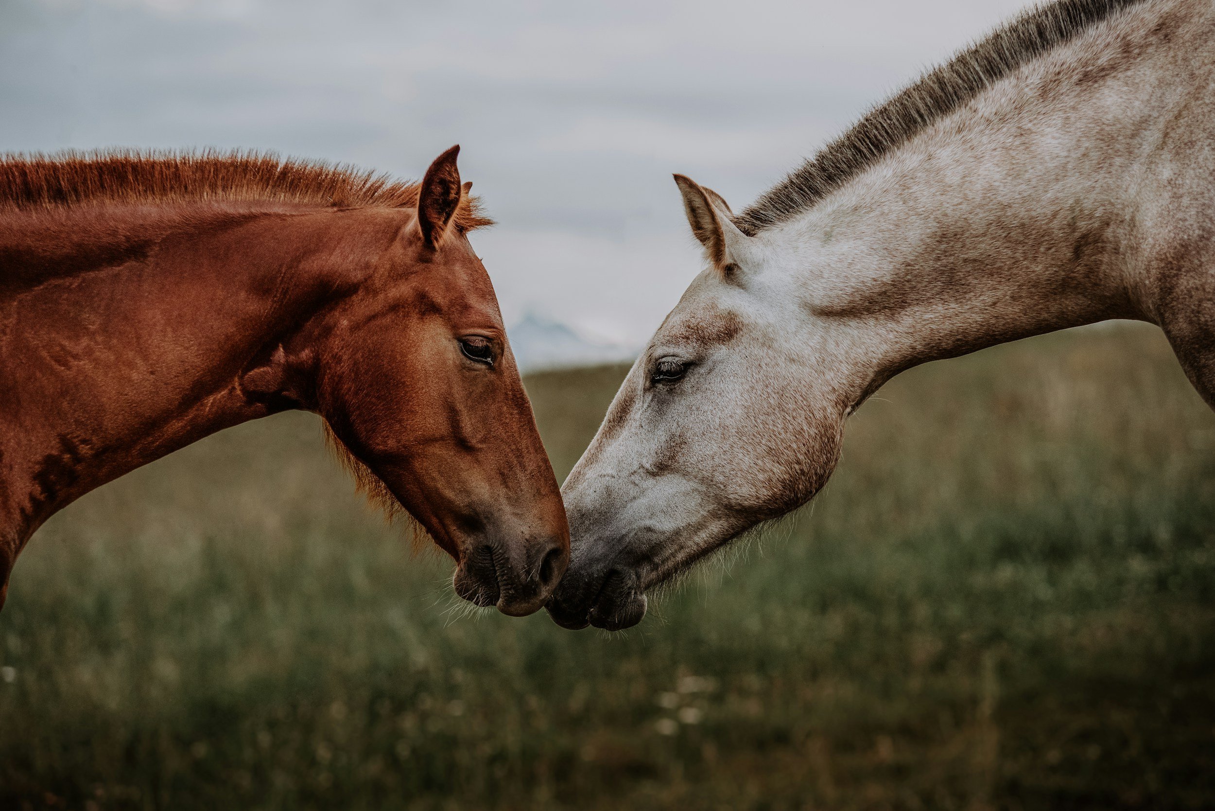 Two horses, one brown and one white, touching noses in a field with a cloudy sky.