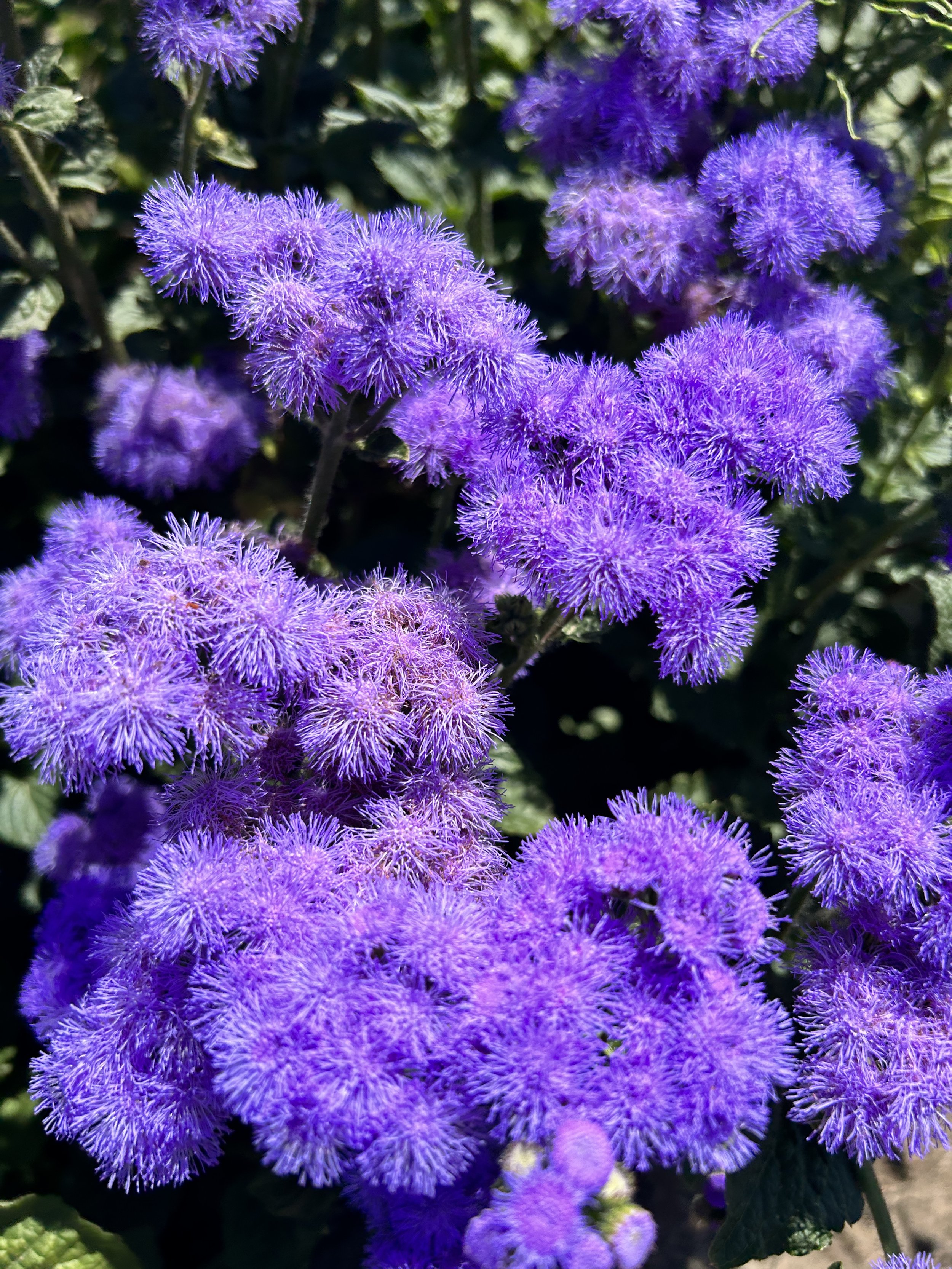 Close-up of bright purple fluffy flowers with spherical shape, surrounded by green leaves.