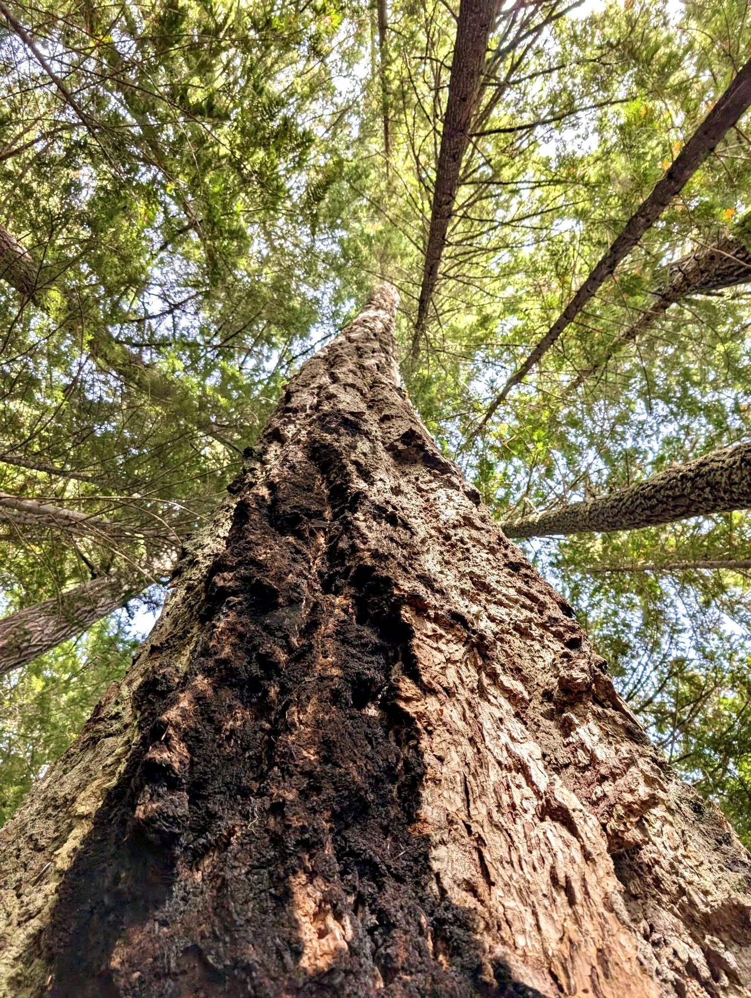 Looking up a tall tree from the base, showing the rough bark and branches with green leaves and sunlight filtering through.