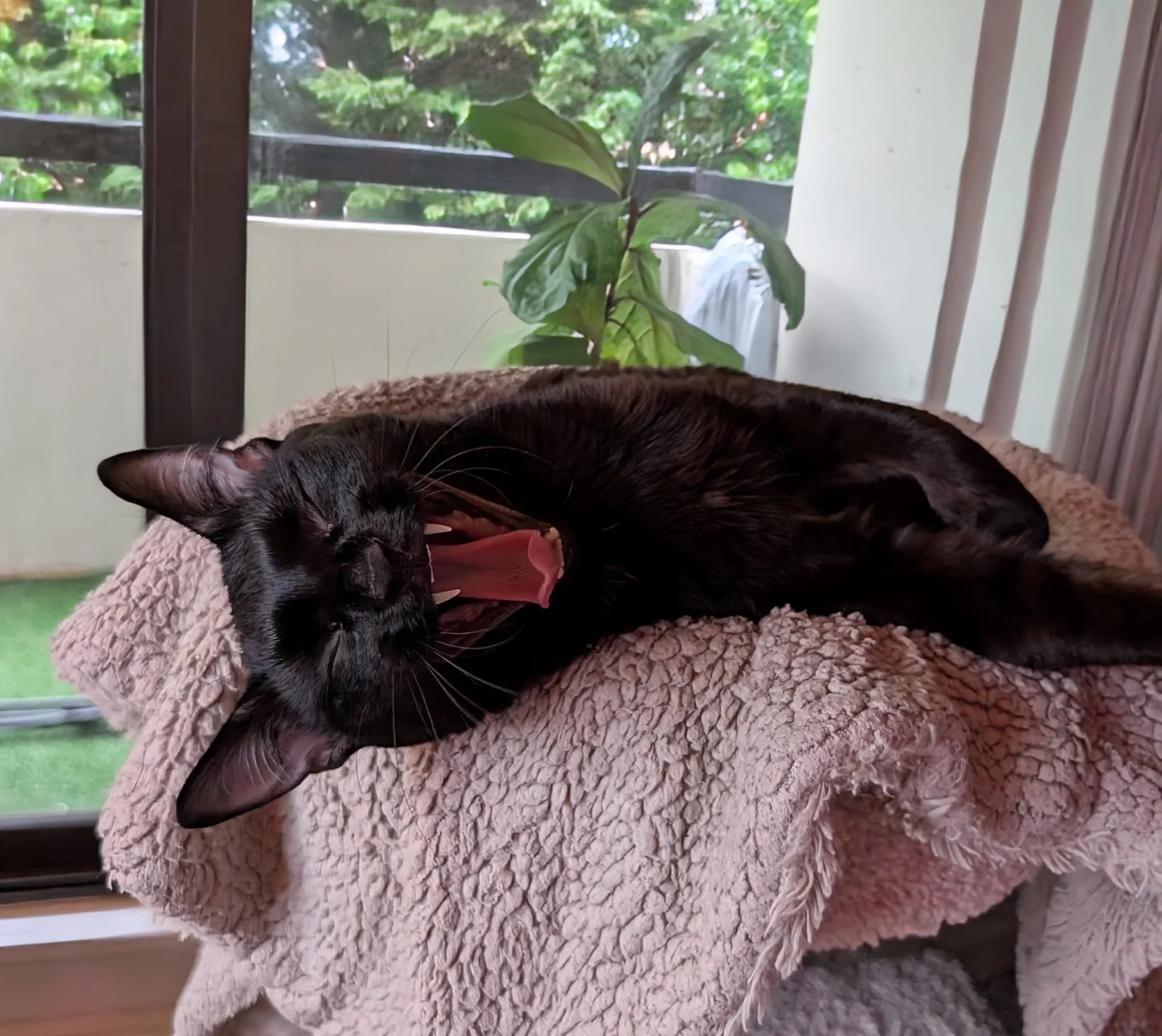 Close-up of a black cat yawning while resting on a soft beige blanket, with a window and green outdoor foliage in the background.
