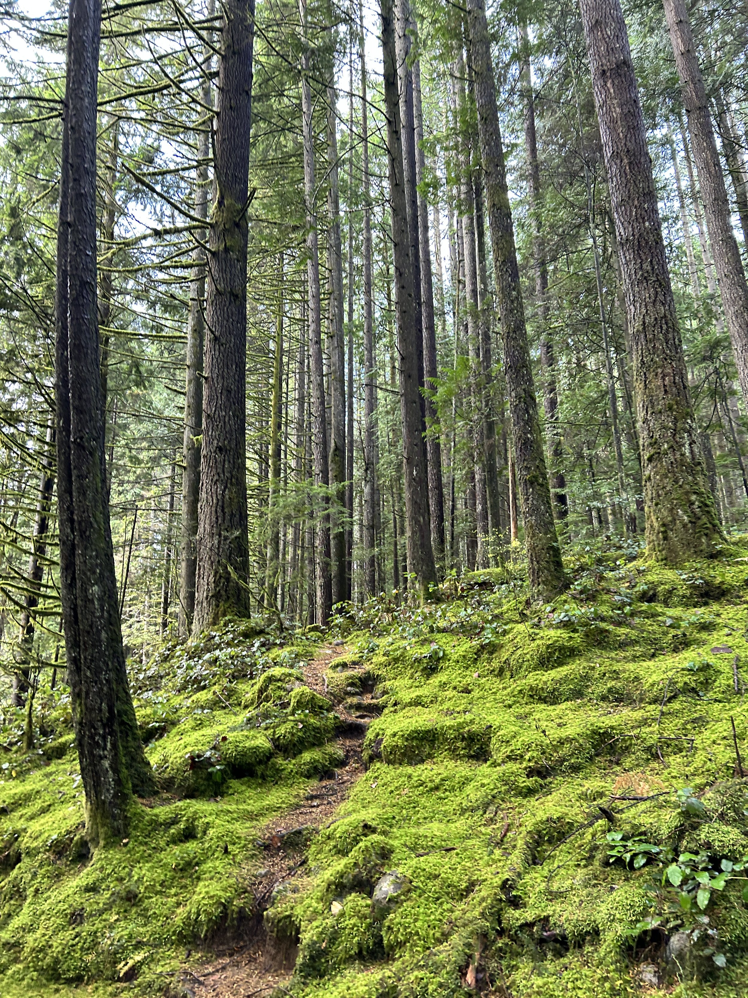 A dense forest with tall trees and a moss-covered forest floor. A narrow dirt trail winds through the forest, surrounded by greenery and sunlight filtering through the tree leaves.