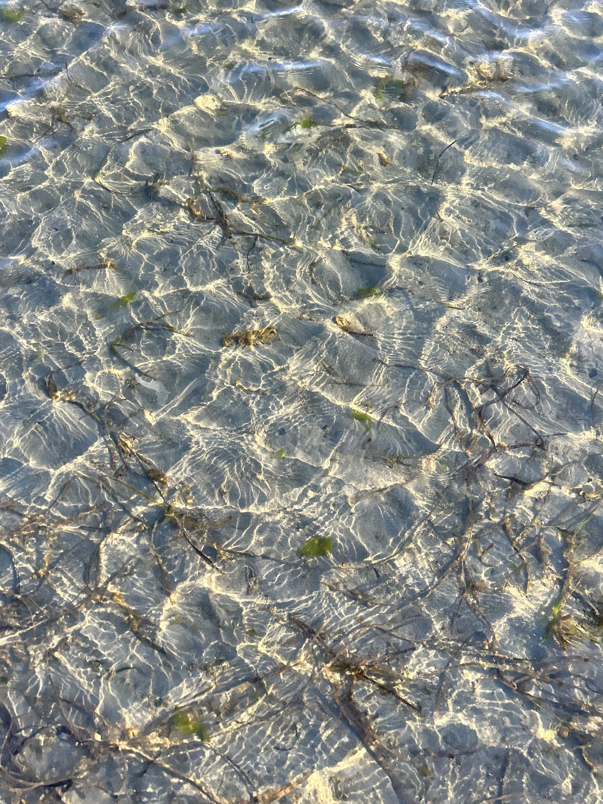 Clear shallow water with small rocks, algae, and driftwood at the bottom, showing reflections of sunlight.
