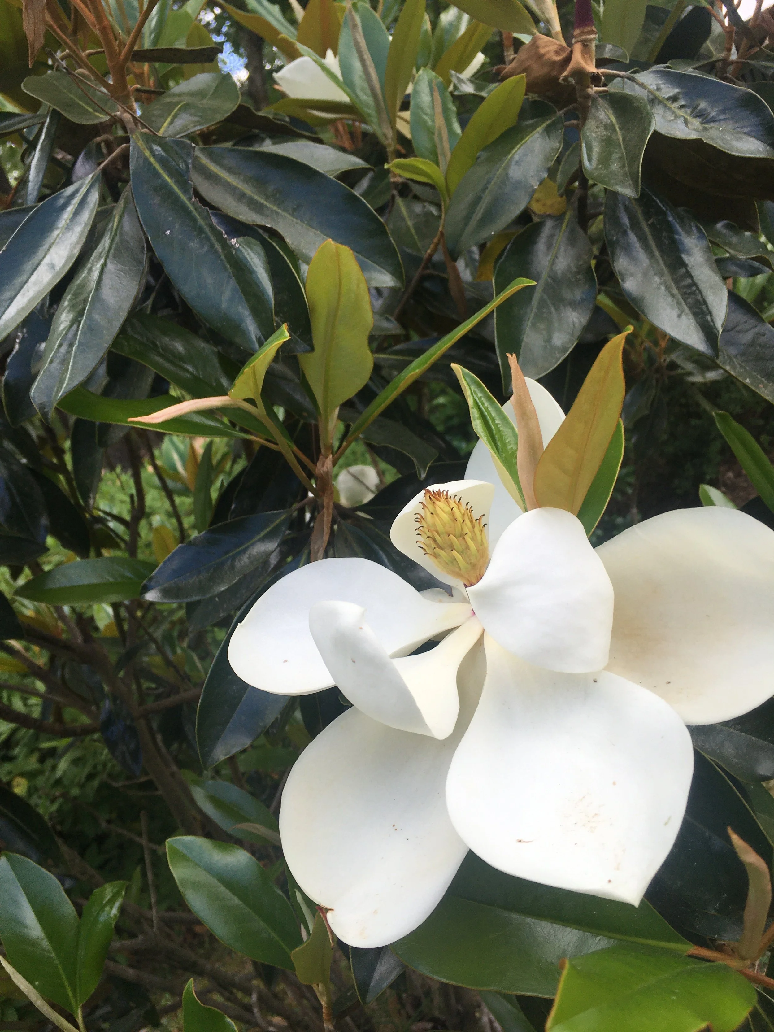 Close-up of a white magnolia flower blooming among dark green leaves.