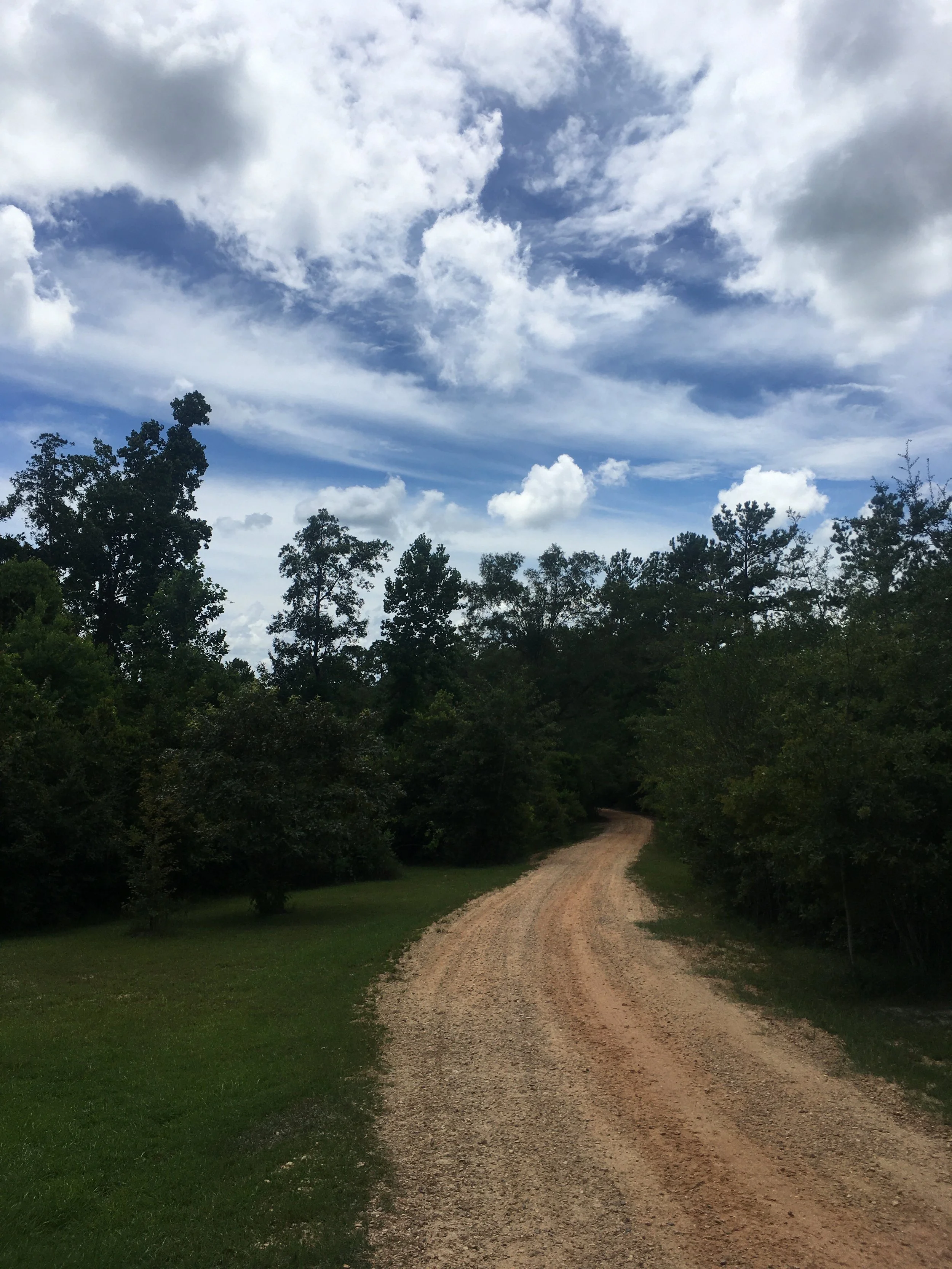 A dirt road winds through a lush green forest with tall trees, under a partly cloudy sky.