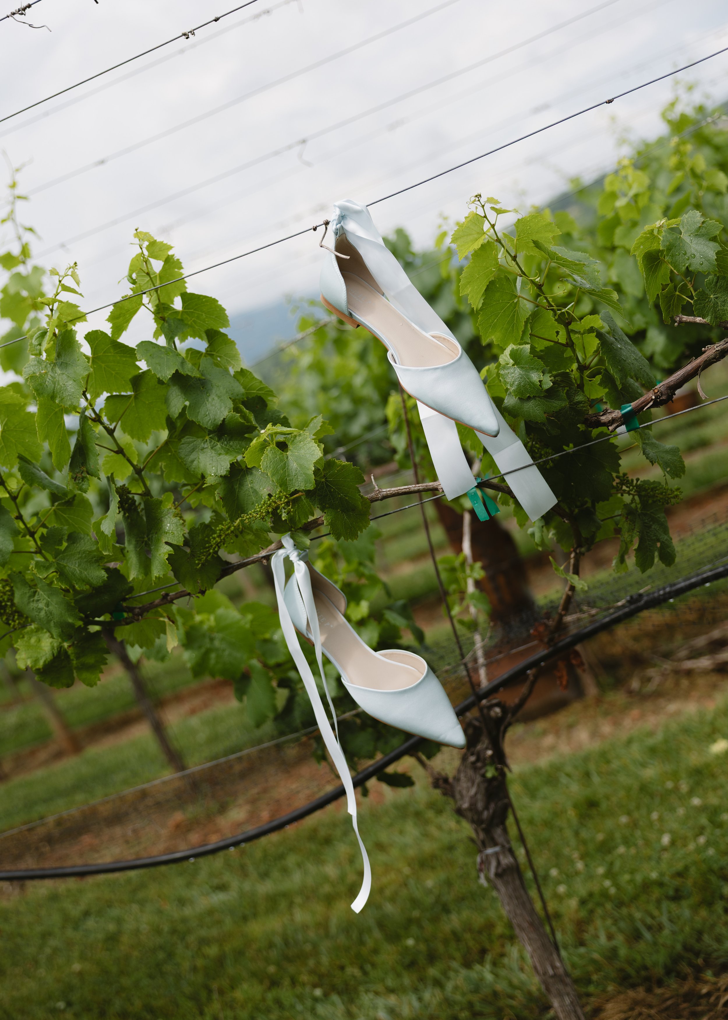 A pair of light blue pointed-toe high heels hanging on a vine in a vineyard.