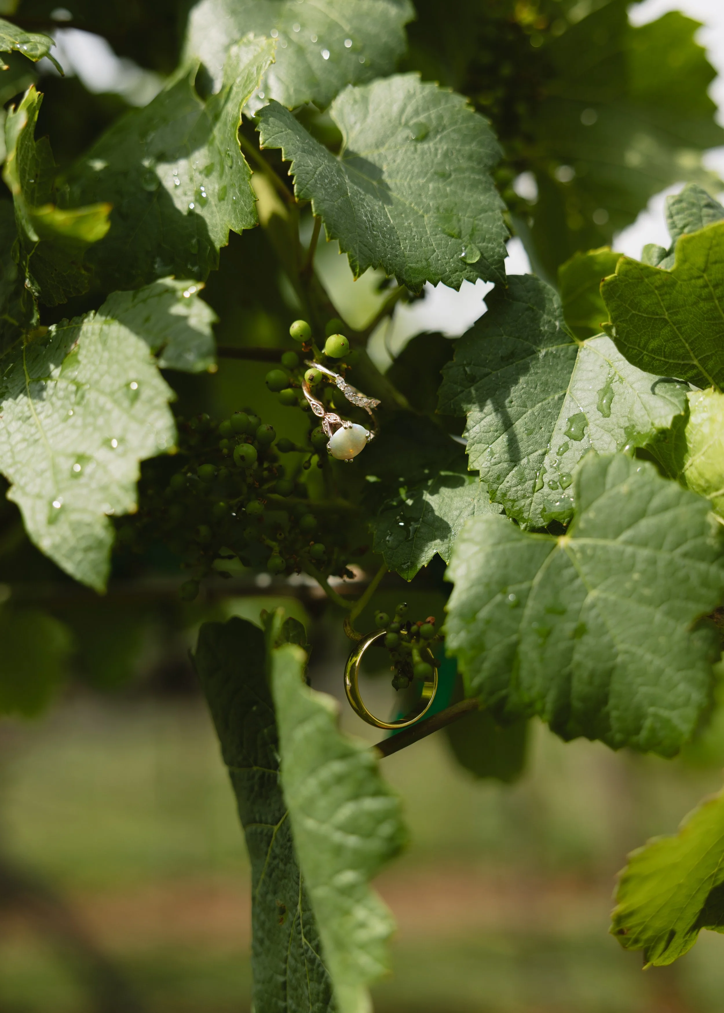 Close-up of green grapevine leaves with droplets of water, and a small cluster of unripe green grapes with a gold hoop earring hanging from a vine.