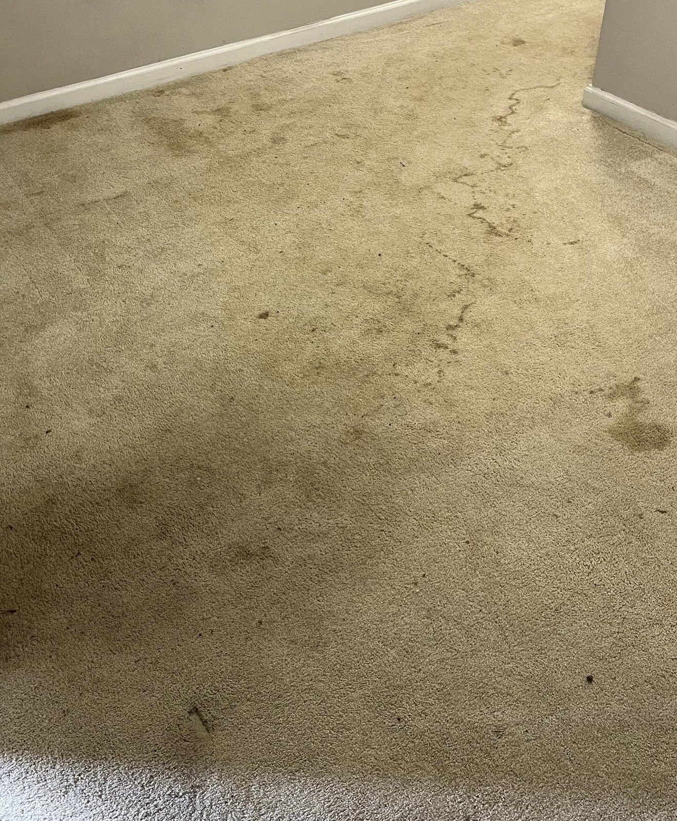 Carpet before professional cleaning
