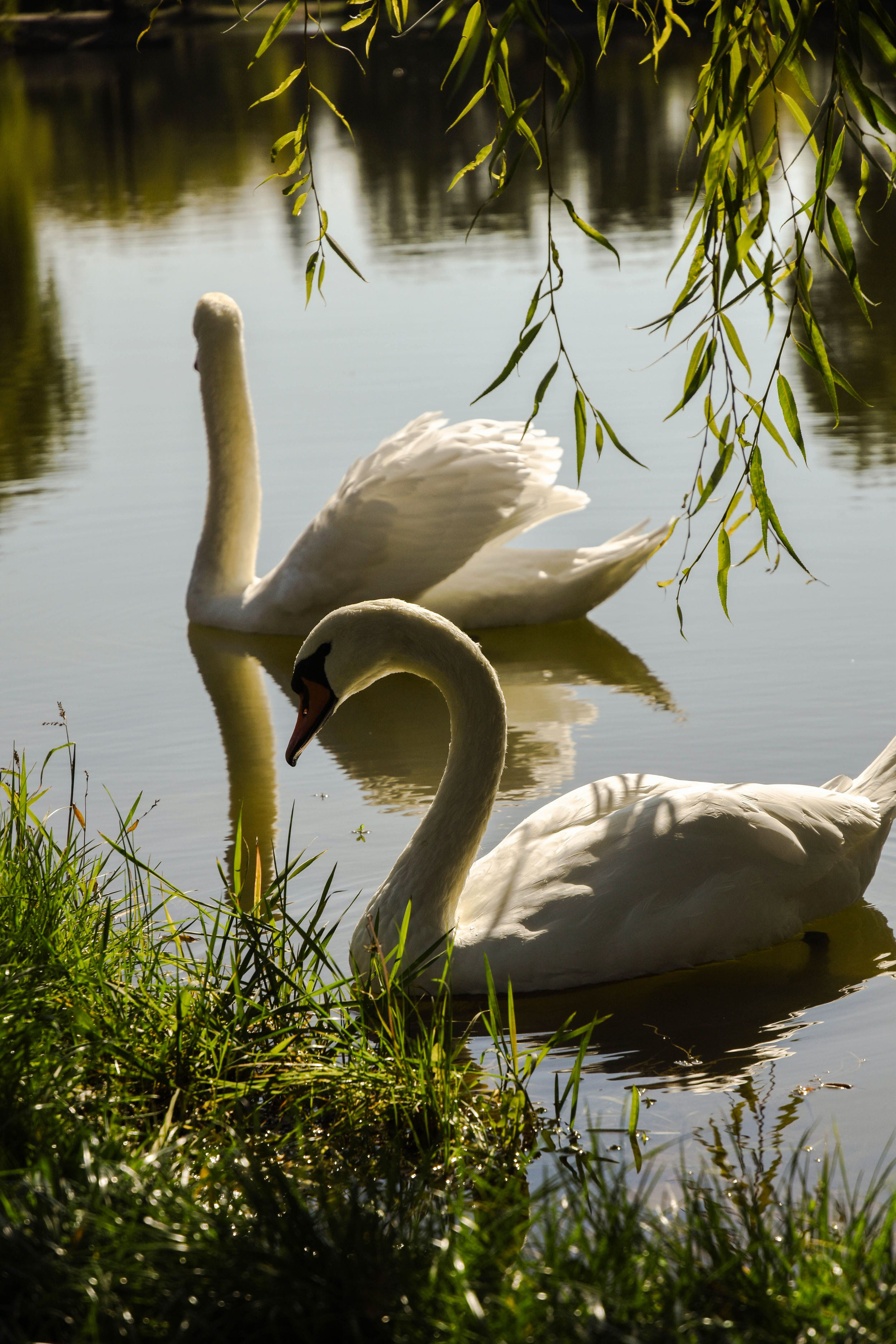 Two white swans swimming on a calm pond beneath overhanging tree branches with green leaves, with sunlight reflecting off the water.