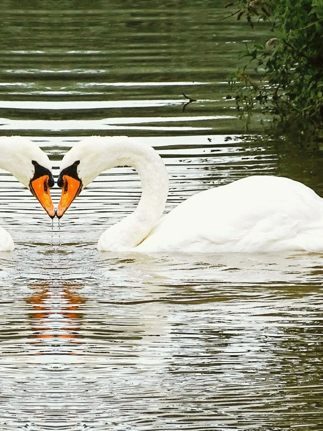 Two swans forming a heart shape with their necks on a calm body of water.