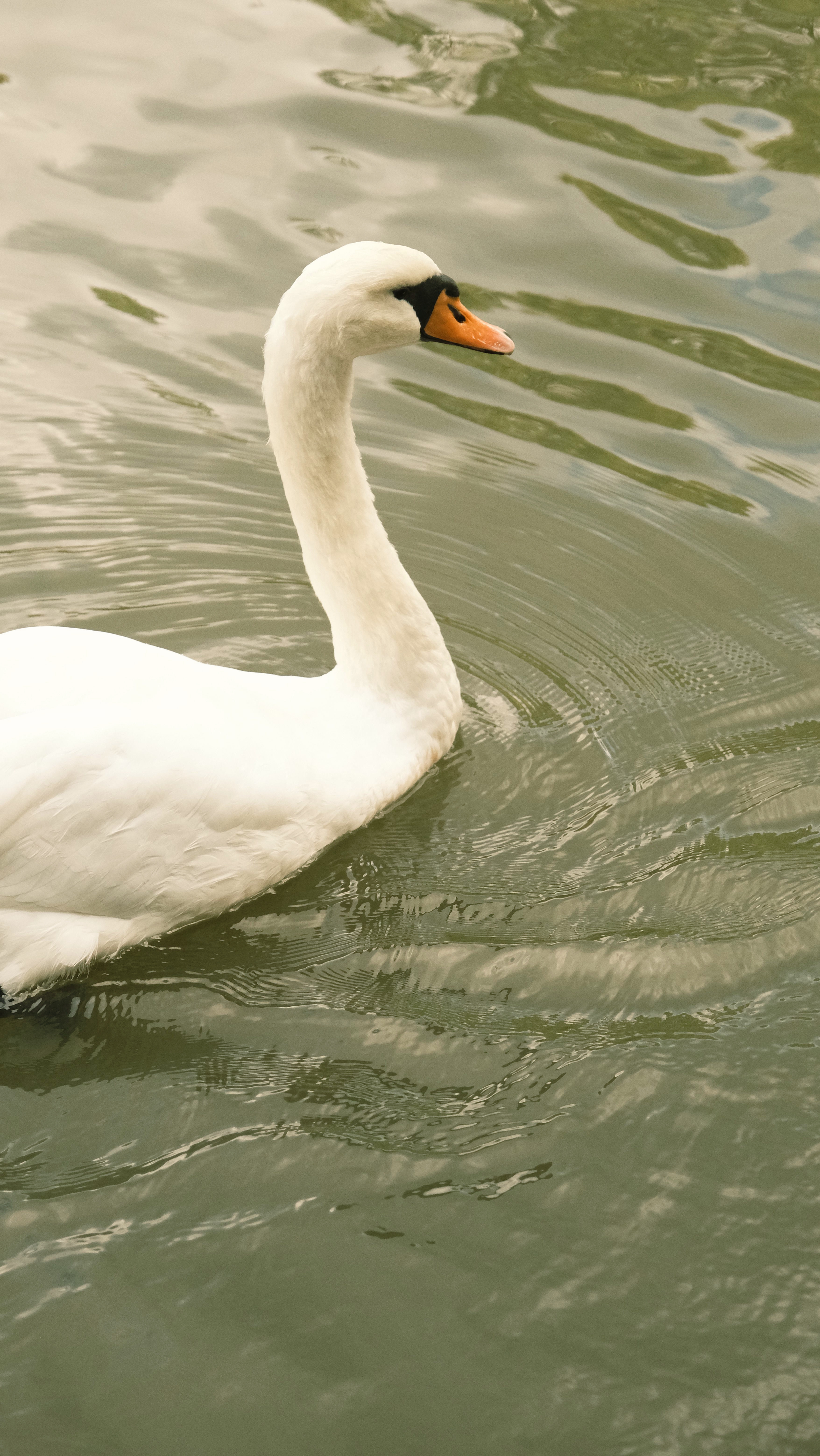 A white swan swimming in calm water with ripples.