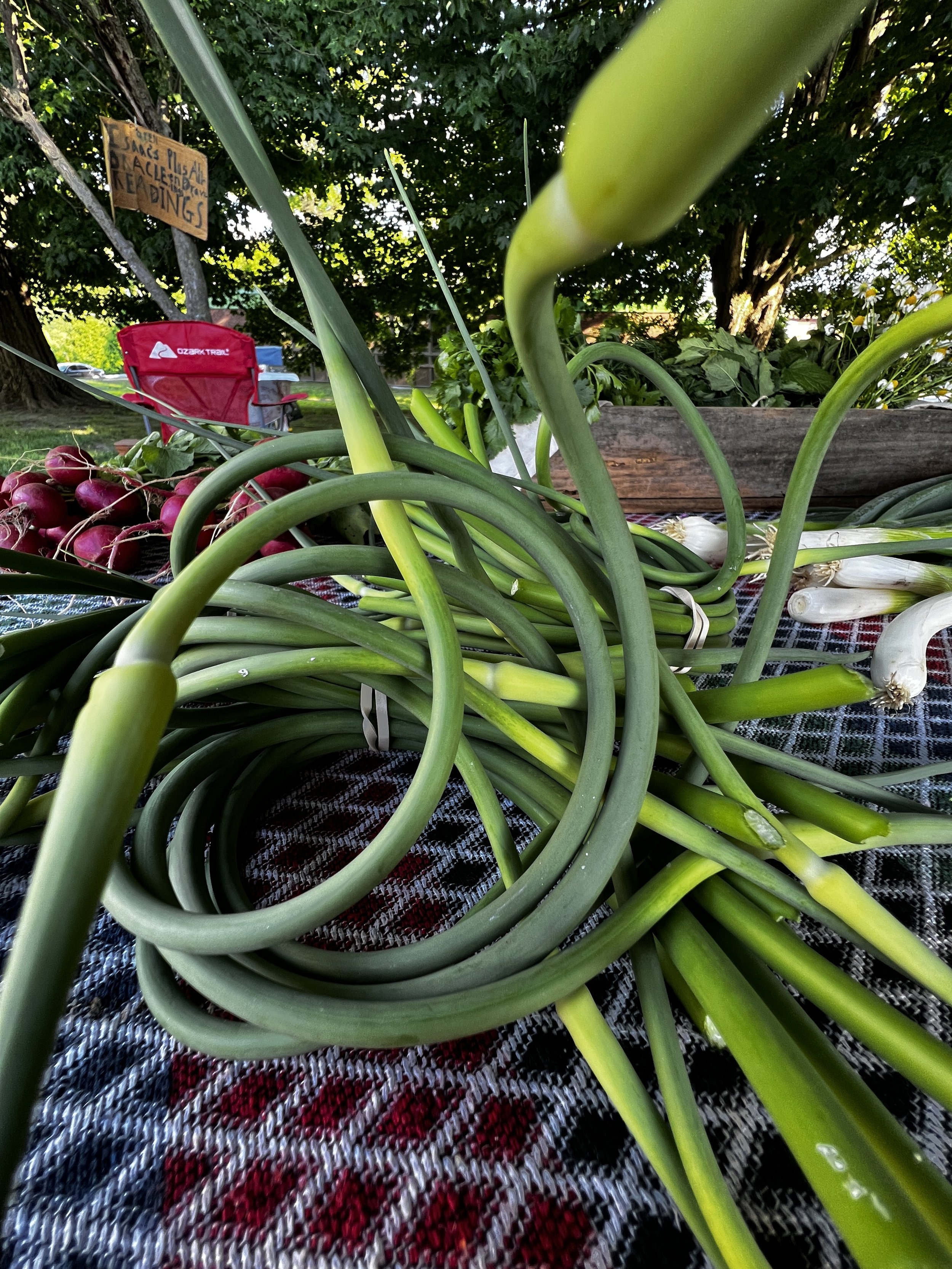 Fresh green onions and radishes on a striped cloth with a wooden sign in the background that reads "Please ask if you need help" in front of leafy trees.