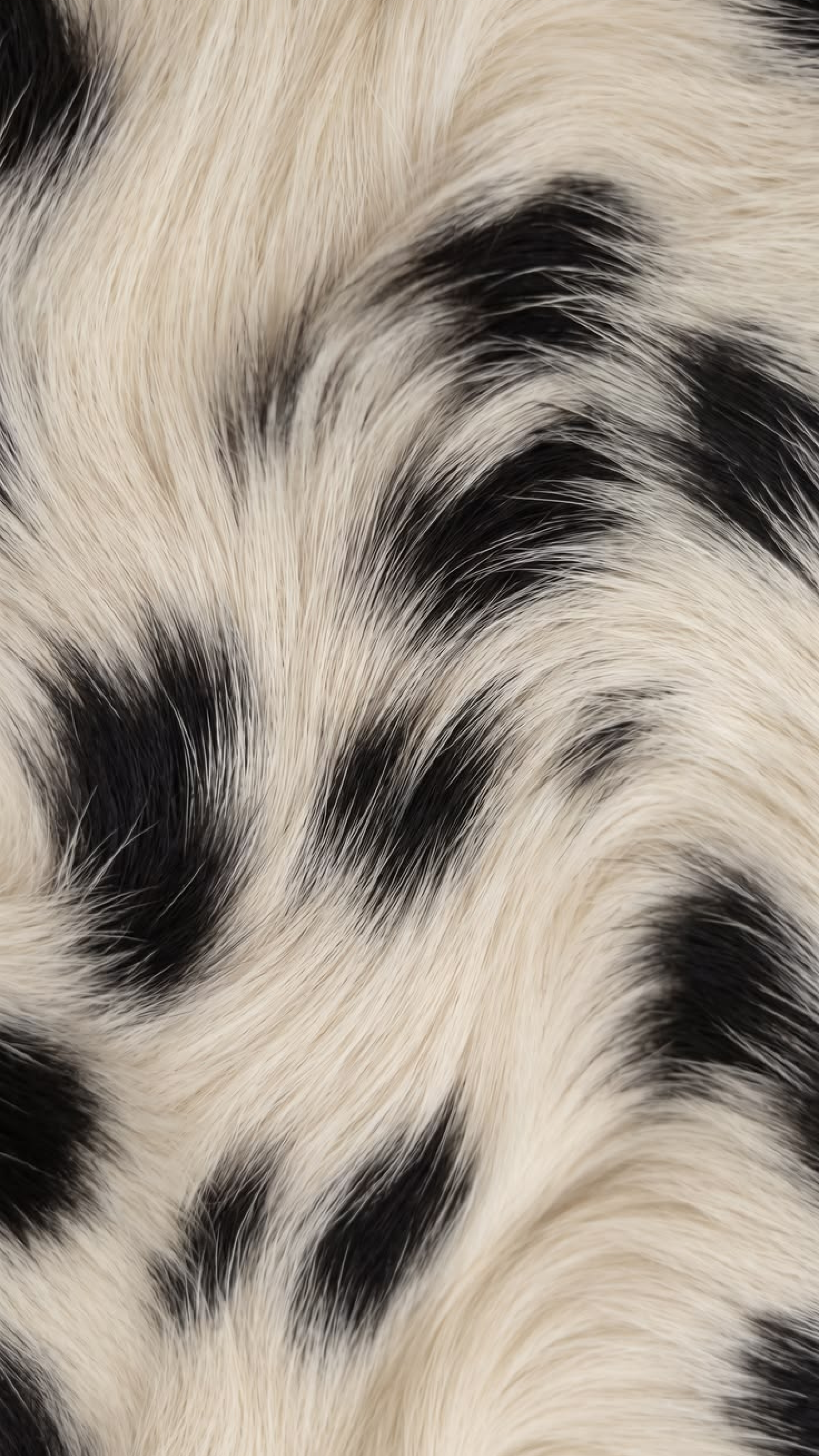 Close-up of a Dalmatian dog's fur showing black spots on white coat.