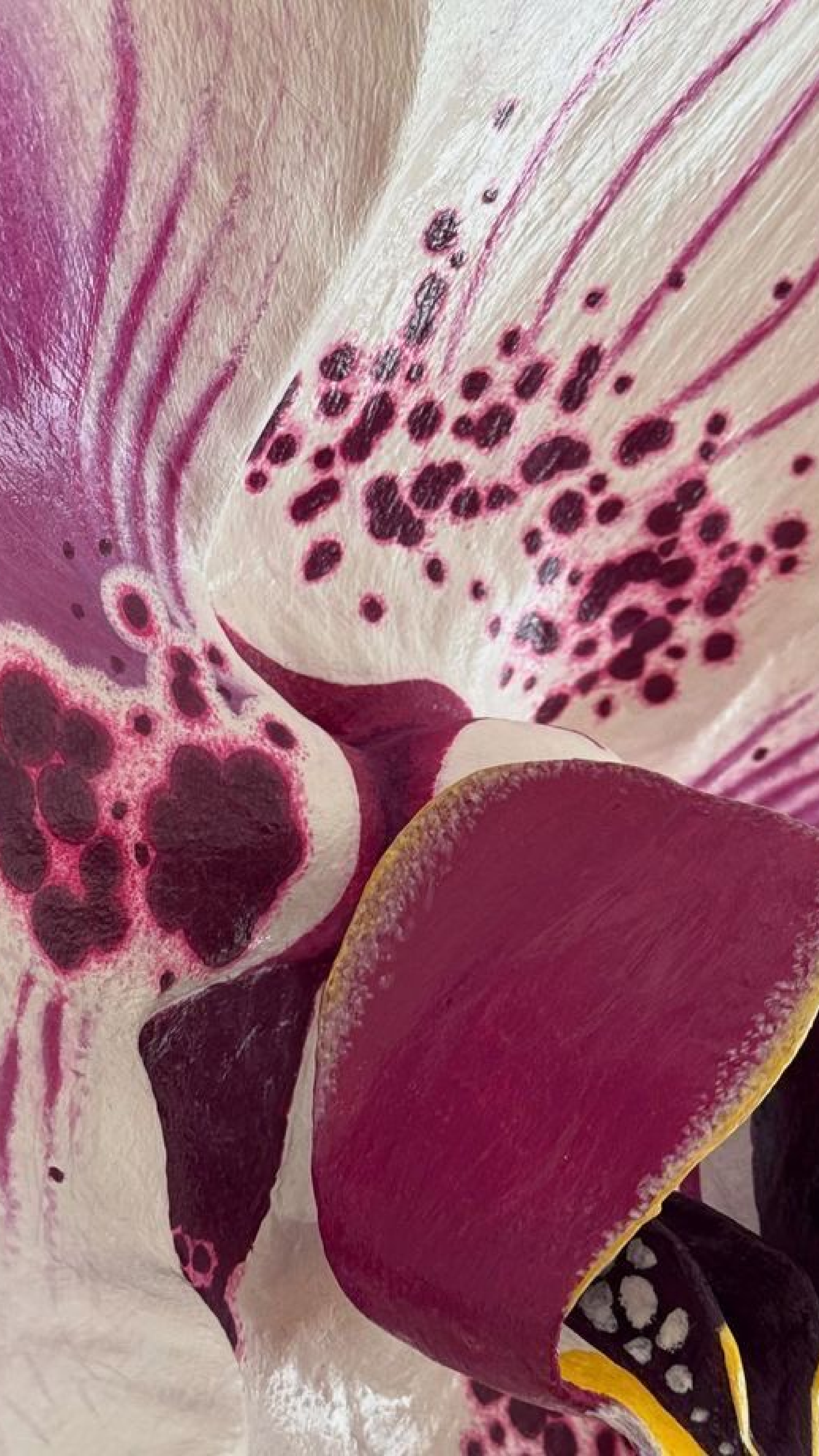 Close-up of a pink and white flower with dark purple spots and yellow accents.