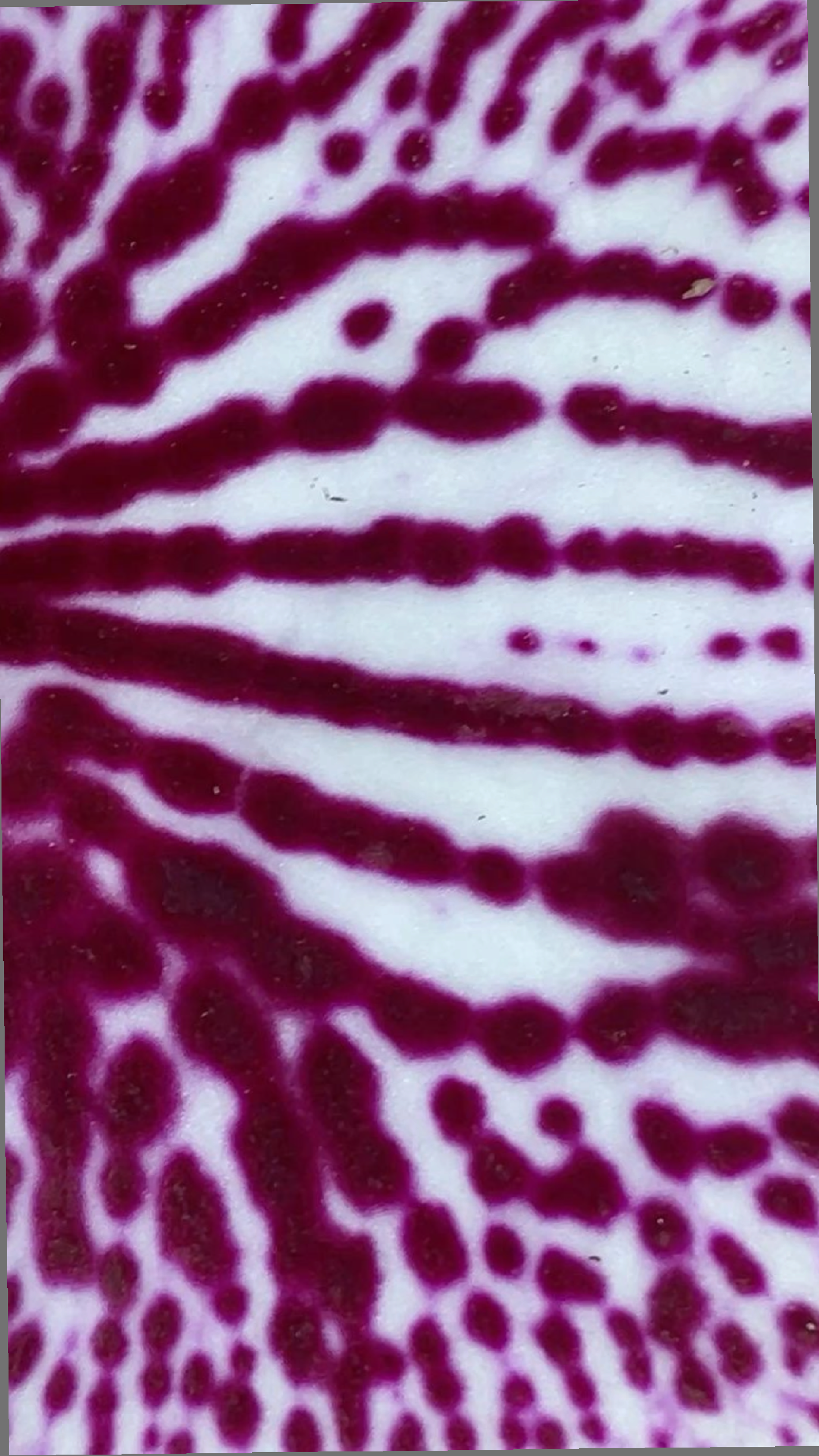 Close-up of a flower pattern of purple and white zebra-like stripes.