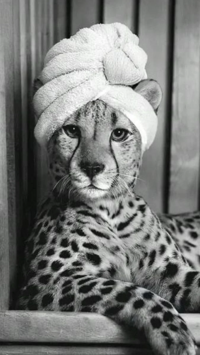 A cheetah with a towel wrapped around its head, lying relaxed against a wooden surface.