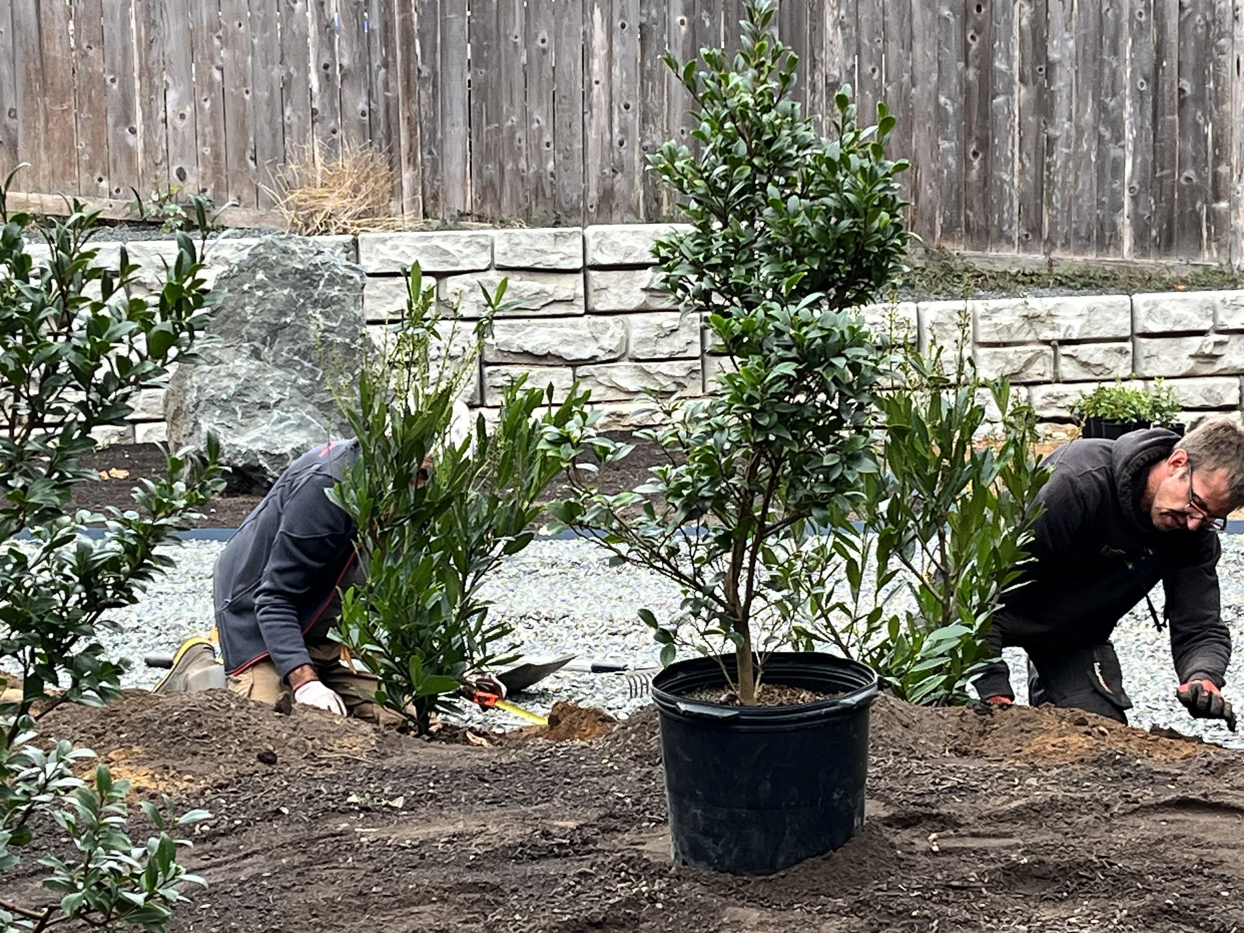 Two landscapers planting shrubs in a landscaped garden with stone retaining walls and a wooden fence.