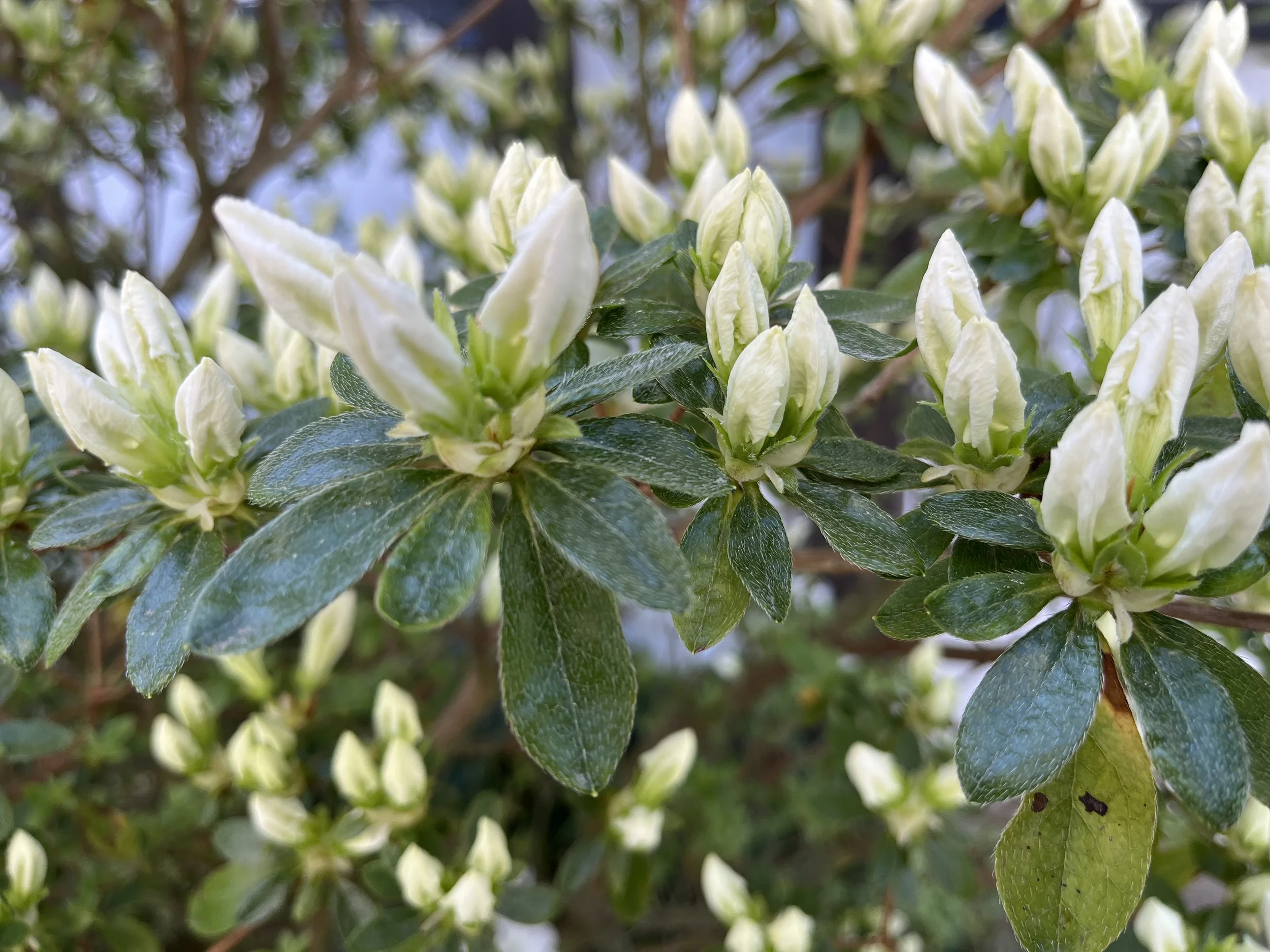 Close-up of white flower buds and blossoms surrounded by dark green leaves.